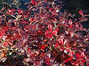 Berberis x media 'Red Jewel' autumn
