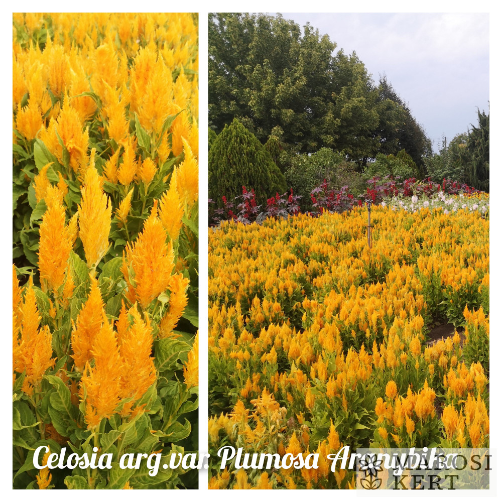 Celosia argentea plumosa Aranybika