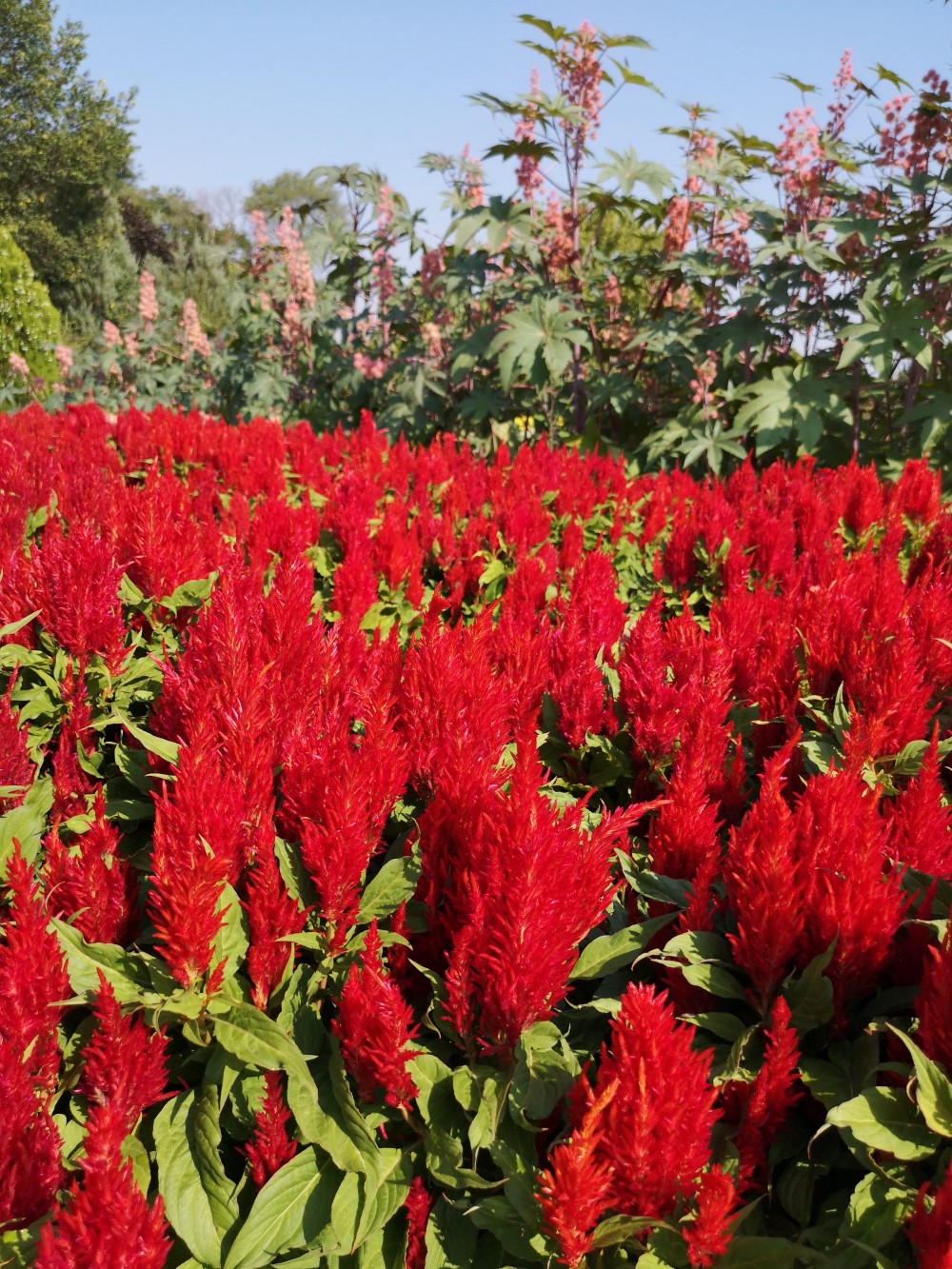 Celosia argentea plumosa Arrabona – részlet