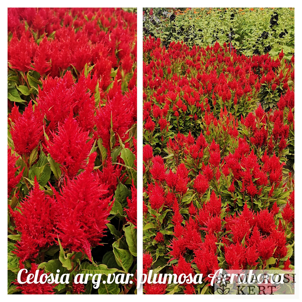 Celosia argentea plumosa Arrabona