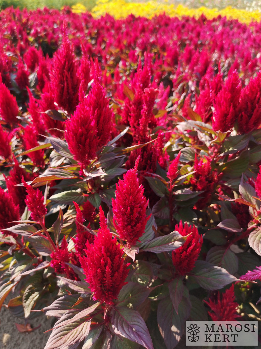Celosia argentea plumosa Bikavér – részlet