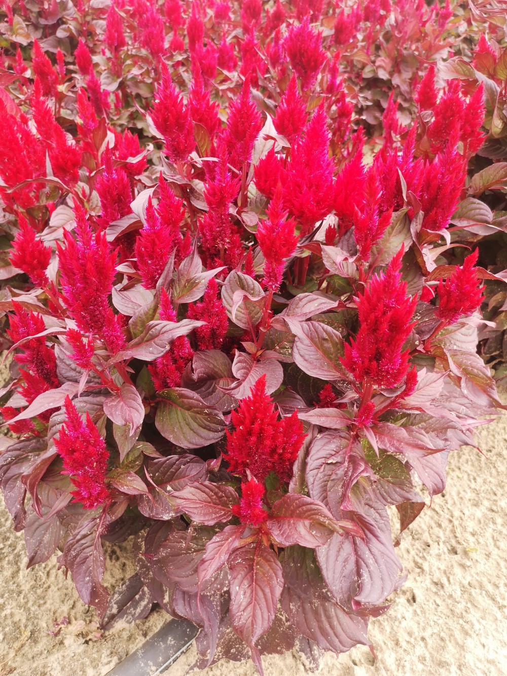 Celosia argentea plumosa Csongor