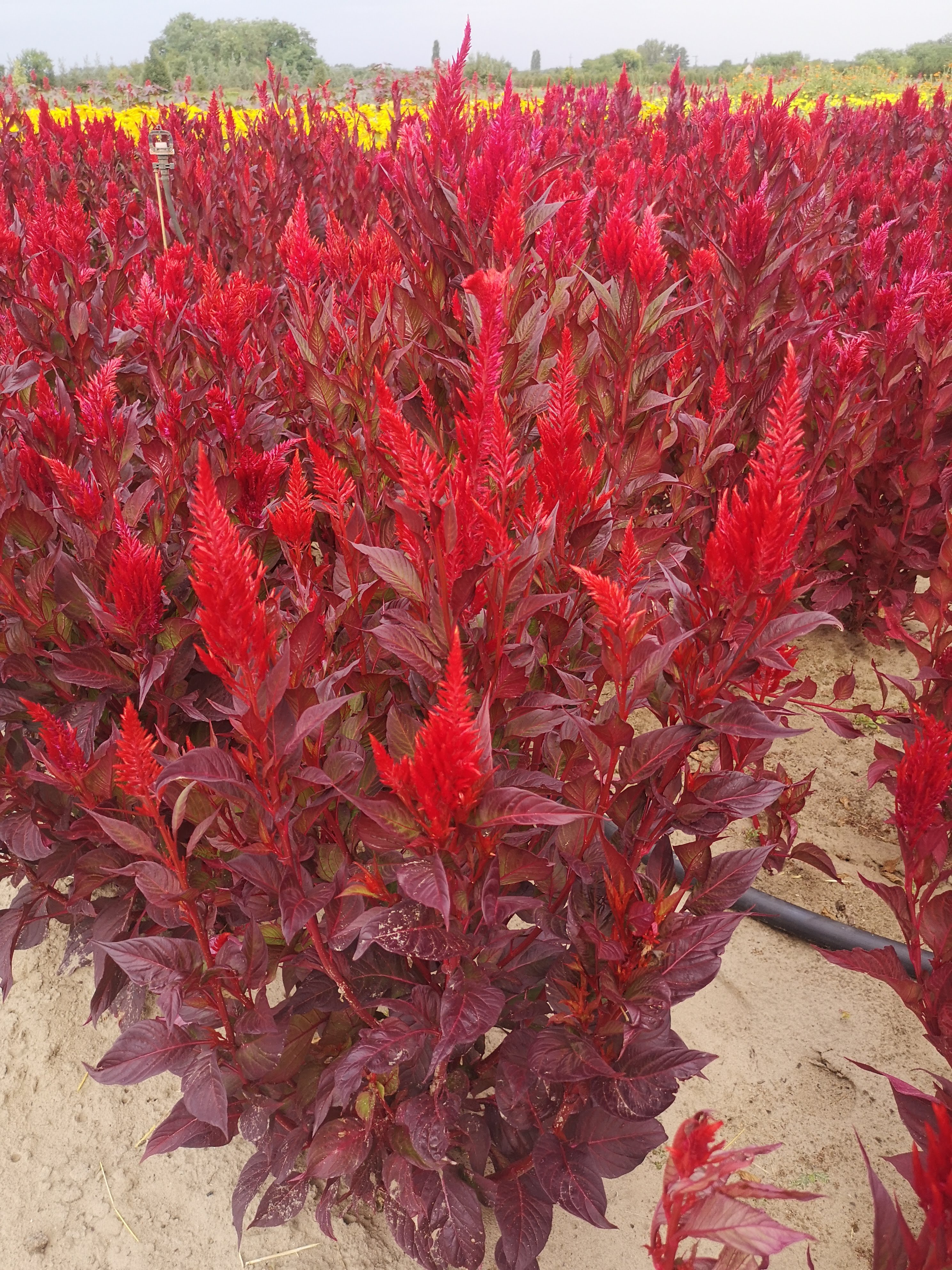 Celosia argentea plumosa Főnix – részlet