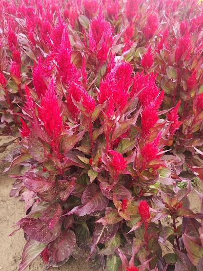 Celosia argentea plumosa Főnix