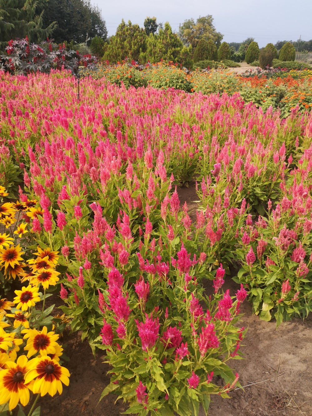 Celosia argentea plumosa Rózsalovag – részlet