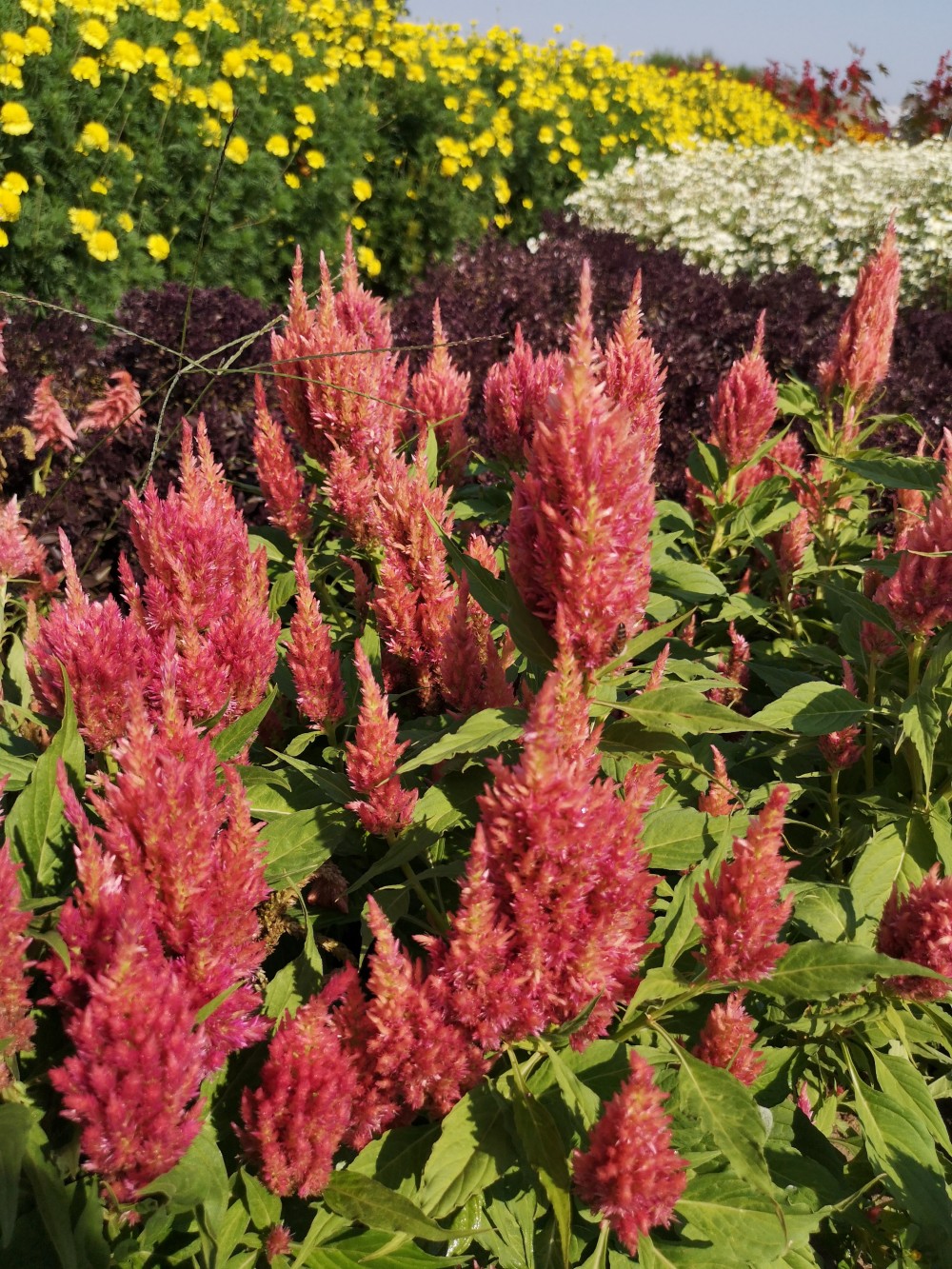 Celosia argentea plumosa Rózsalovag