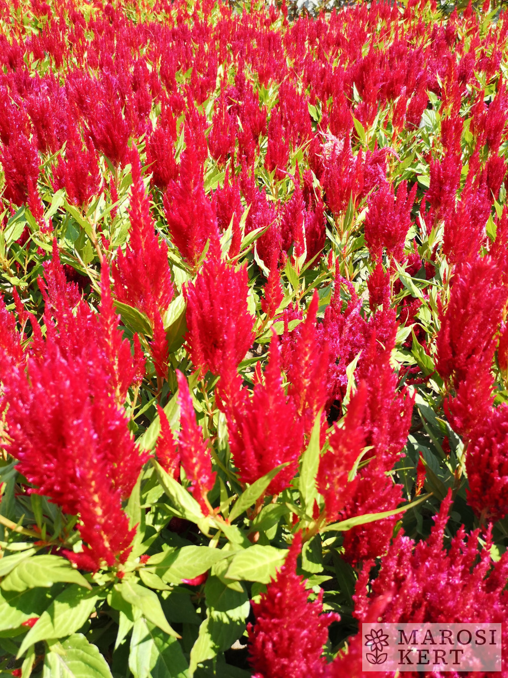 Celosia argentea plumosa Savaria