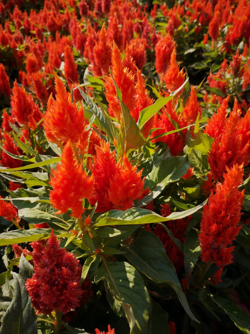 Celosia argentea plumosa Tokaj – részlet