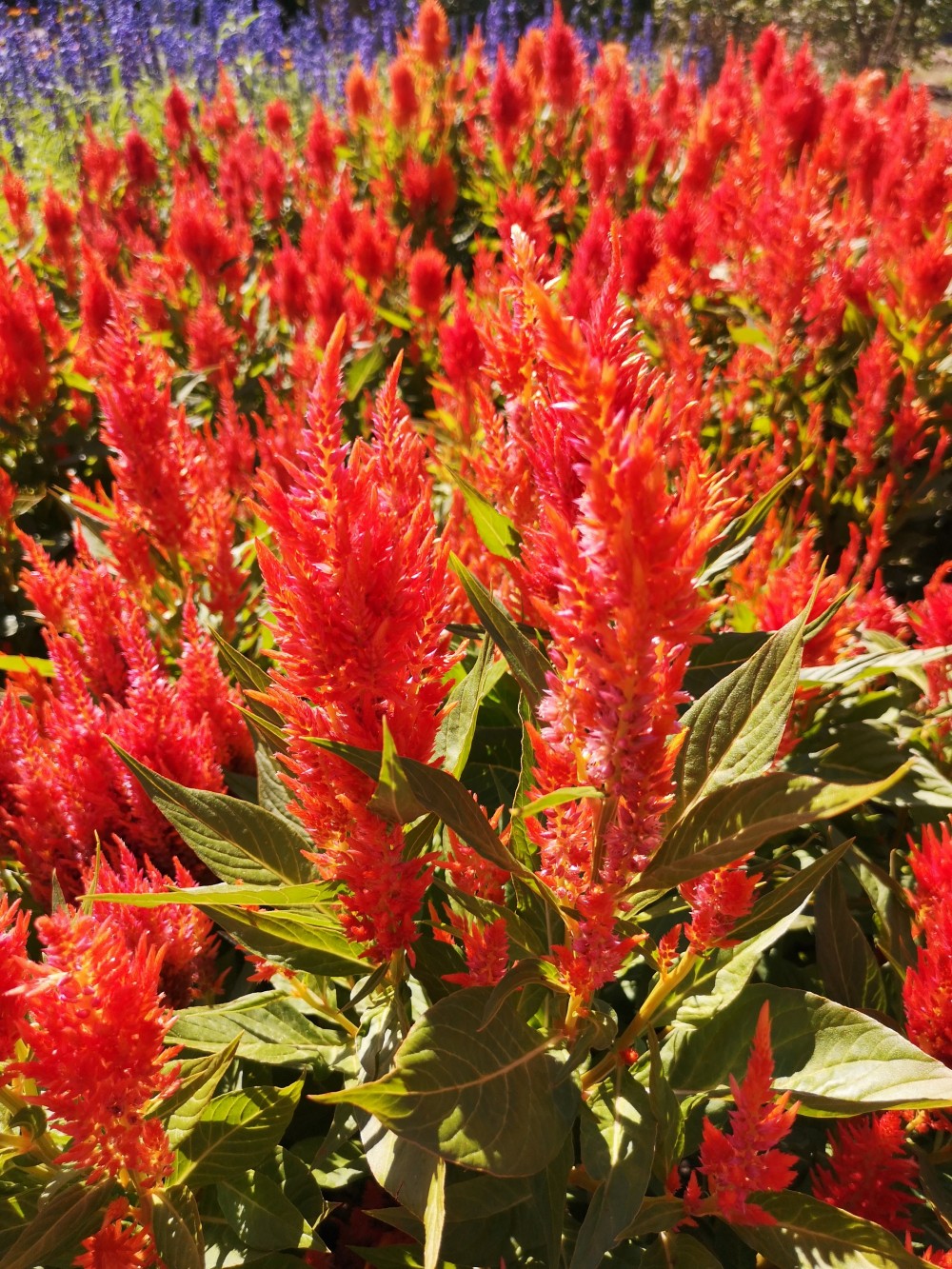 Celosia argentea plumosa Tokaj