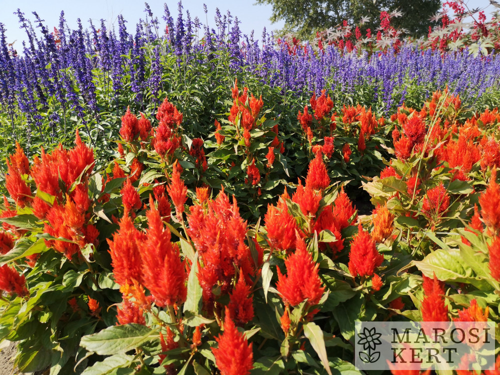 Celosia argentea plumosa Tünde – részlet