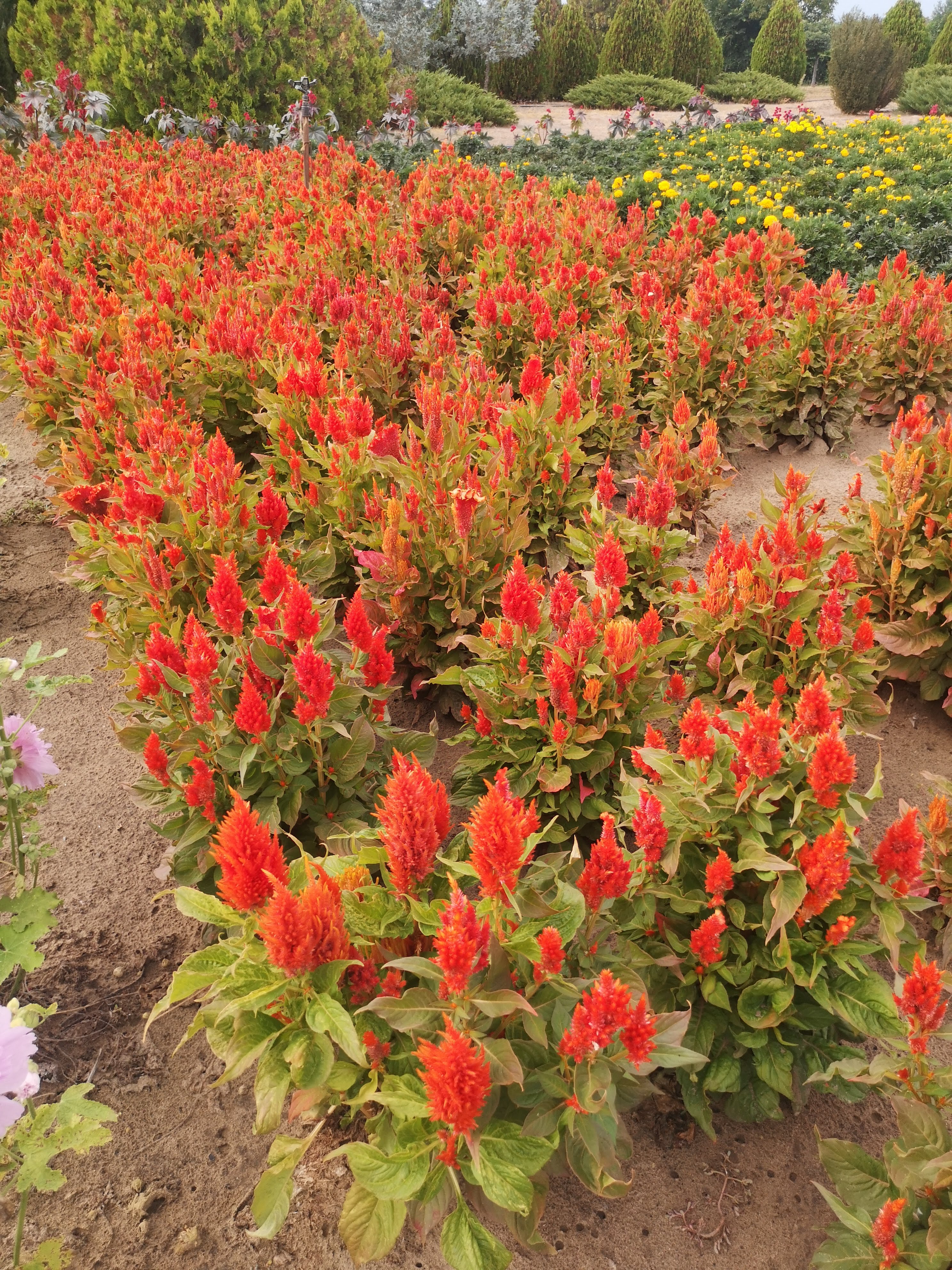Celosia argentea plumosa Tünde