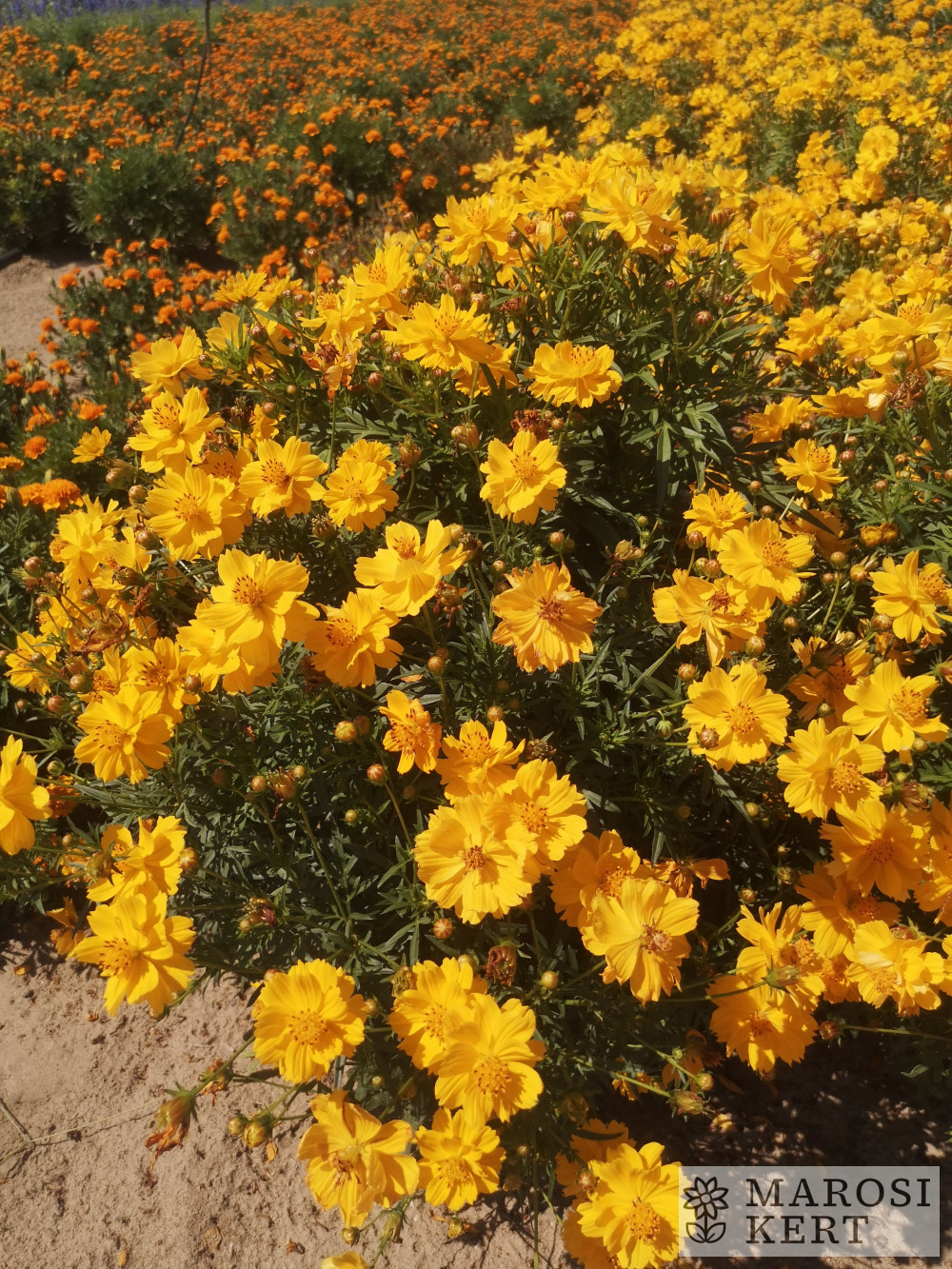 Cosmos sulphureus Beatrix Arany