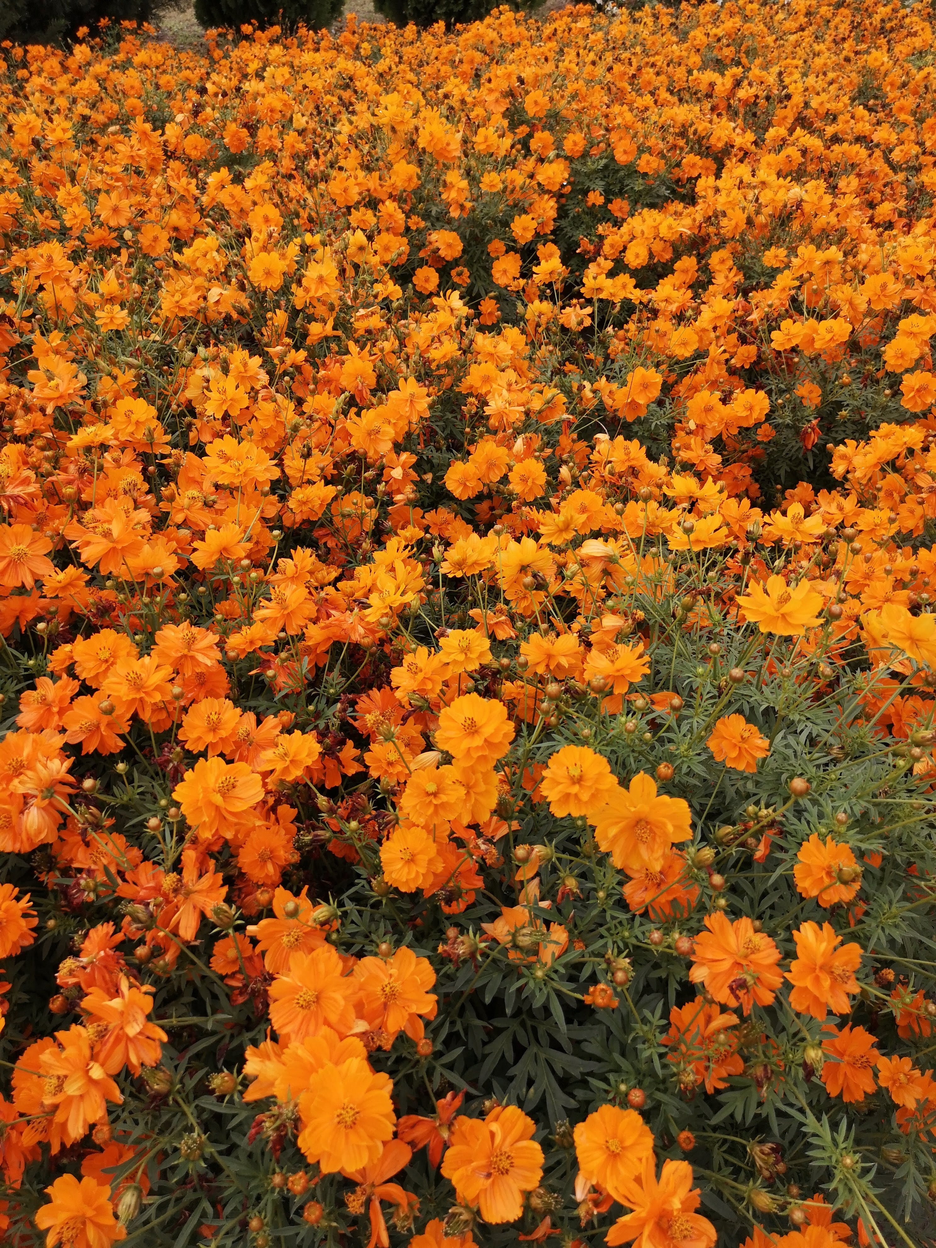 Cosmos sulphureus Beatrix Narancs – részlet