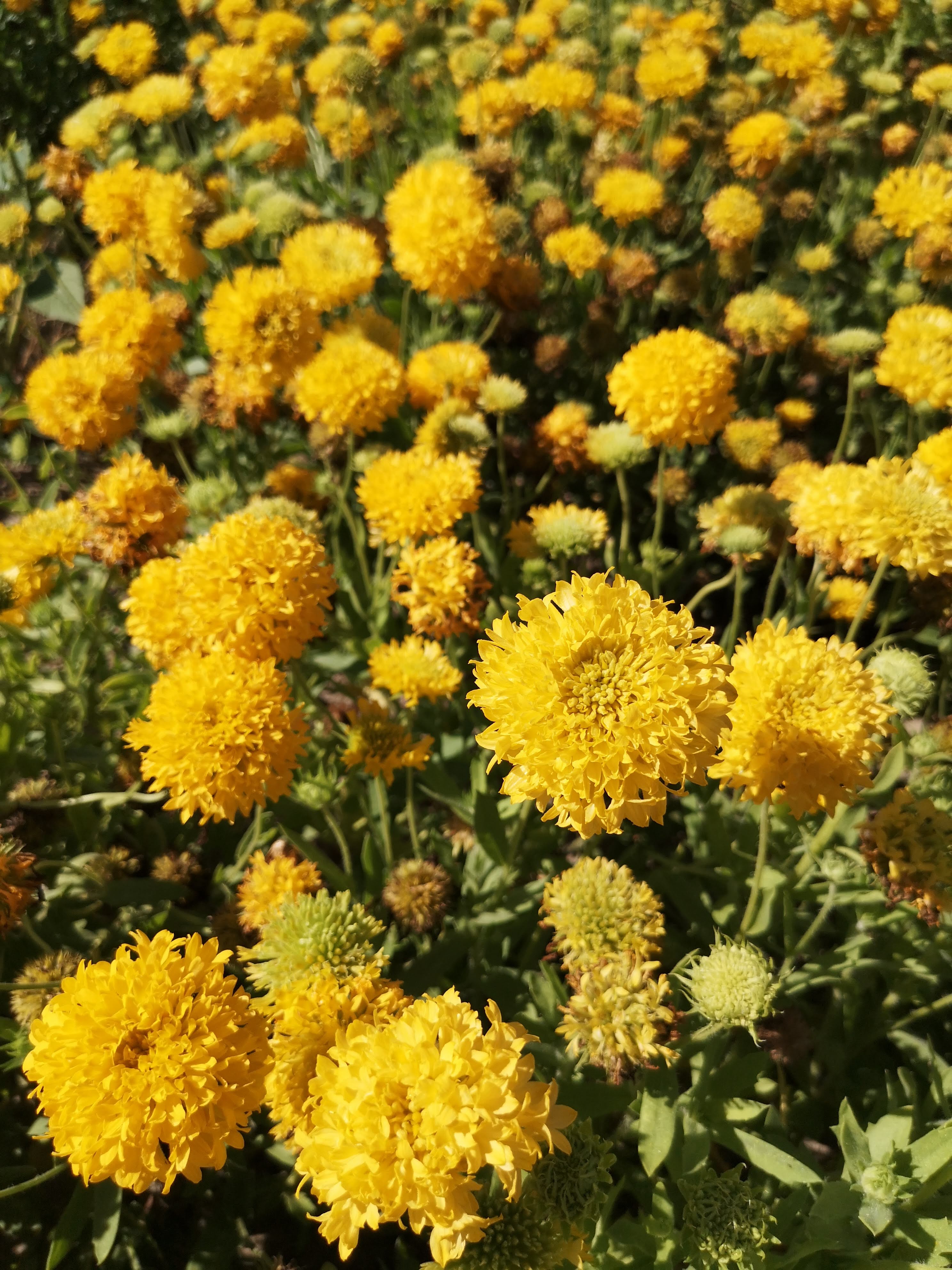 Gaillardia pulchella Aranygömb