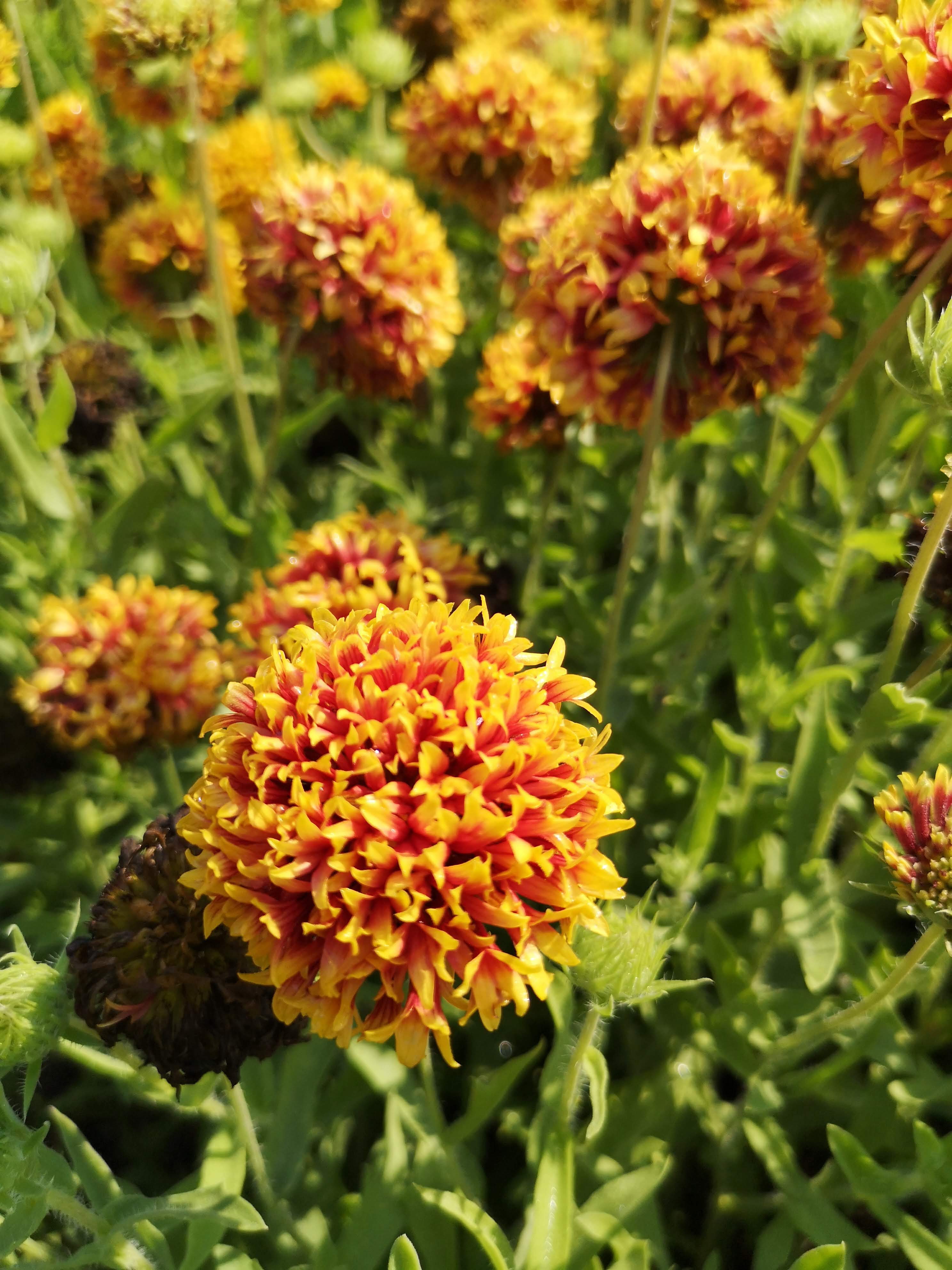 Gaillardia pulchella Perzsaszőnyeg – részlet