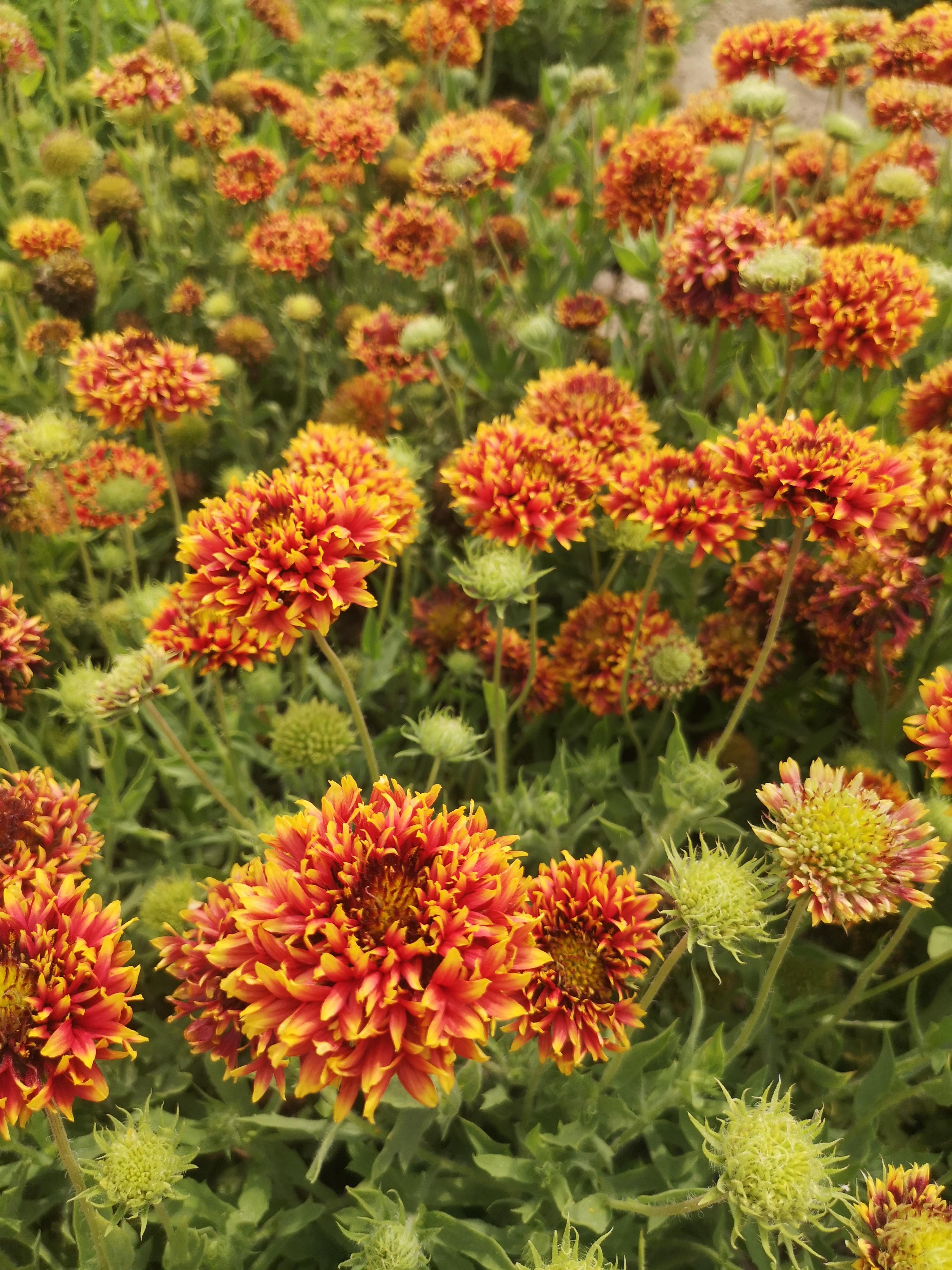 Gaillardia pulchella Perzsaszőnyeg