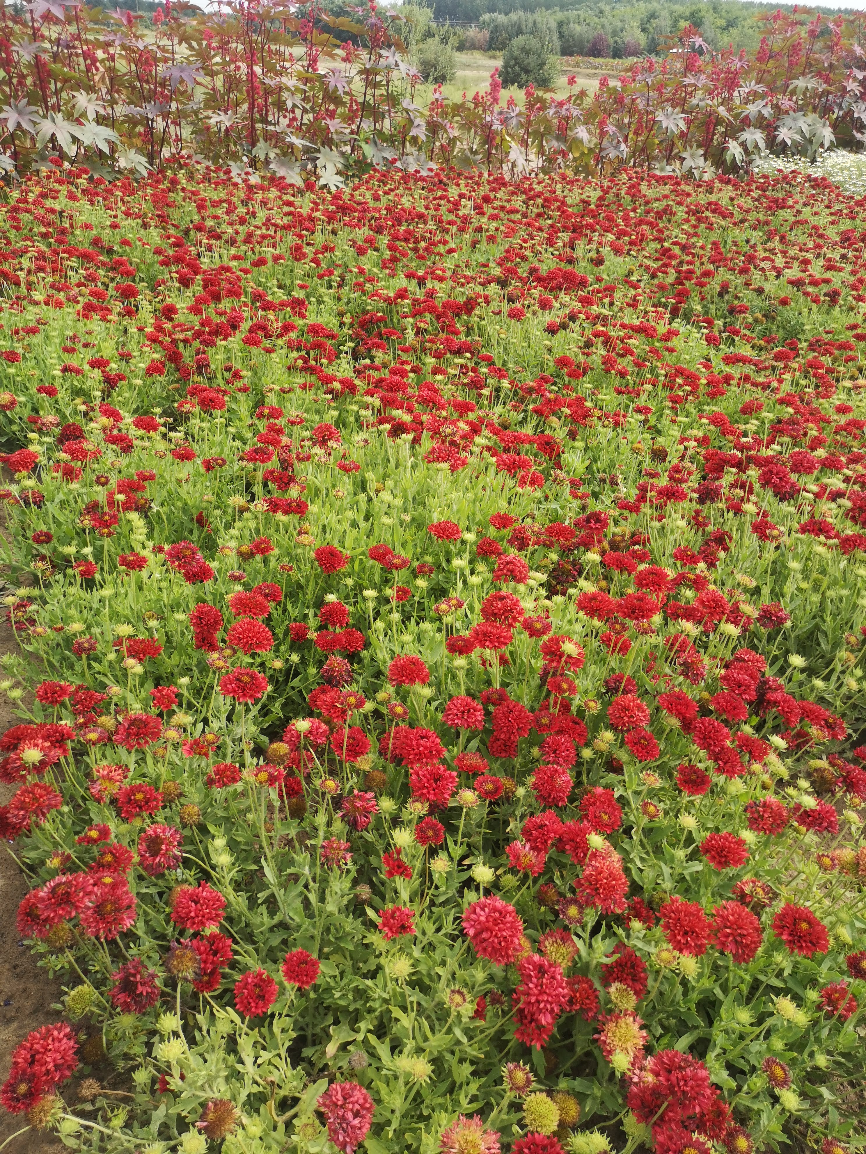 Gaillardia pulchella Tűzgömb – részlet