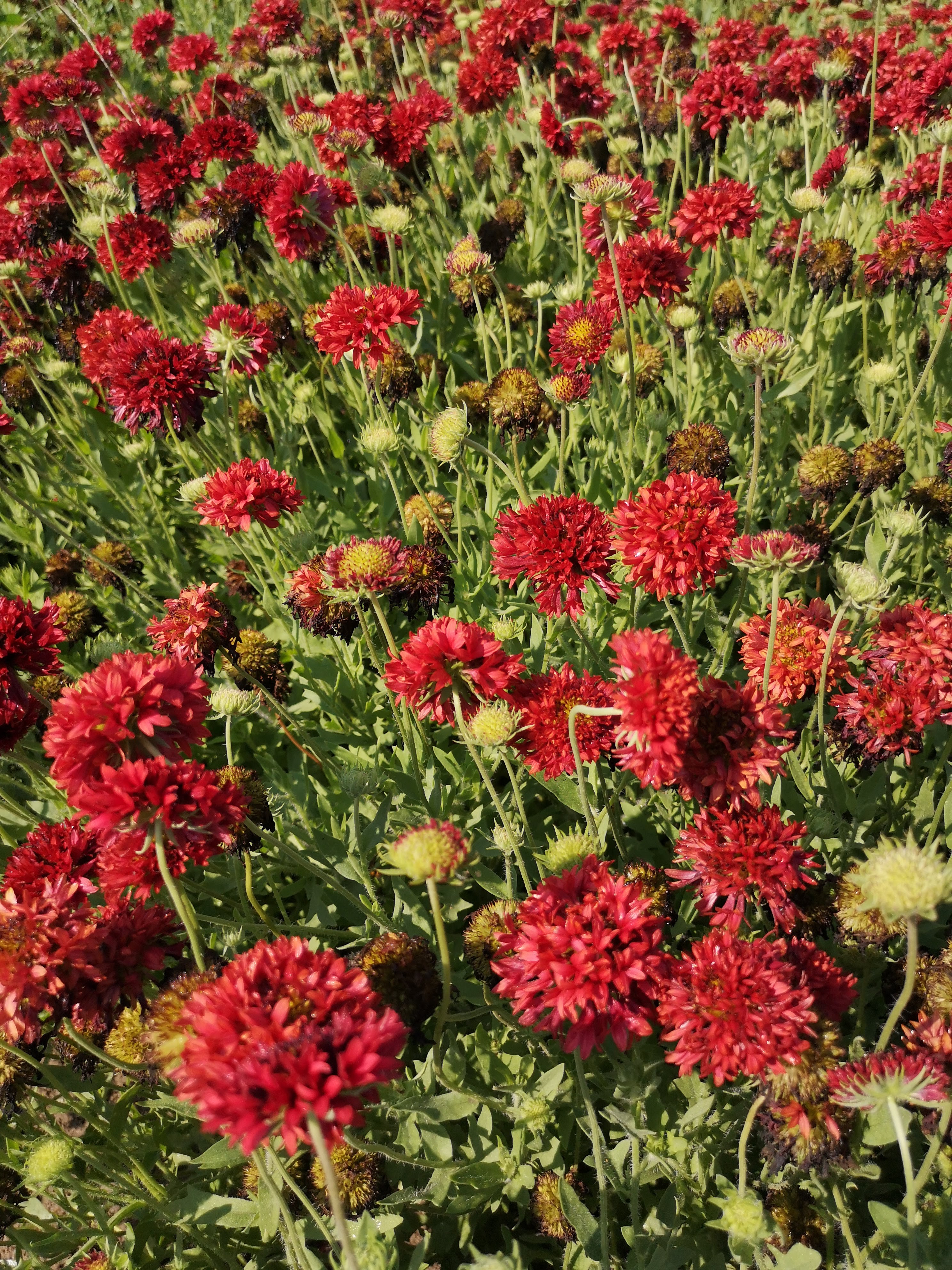 Gaillardia pulchella Tűzgömb