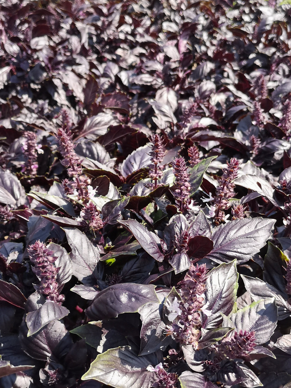 Ocimum basilicum Bíborfelhő – részlet