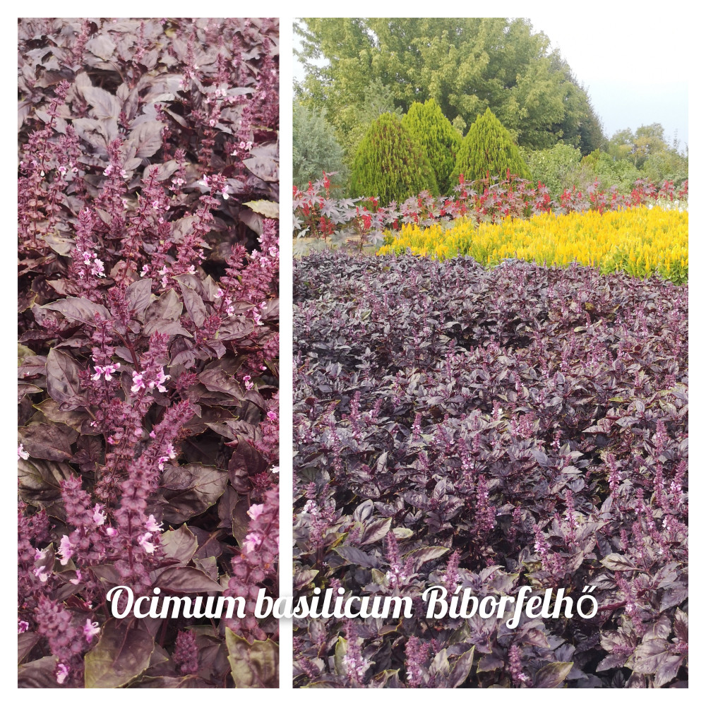 Ocimum basilicum Bíborfelhő