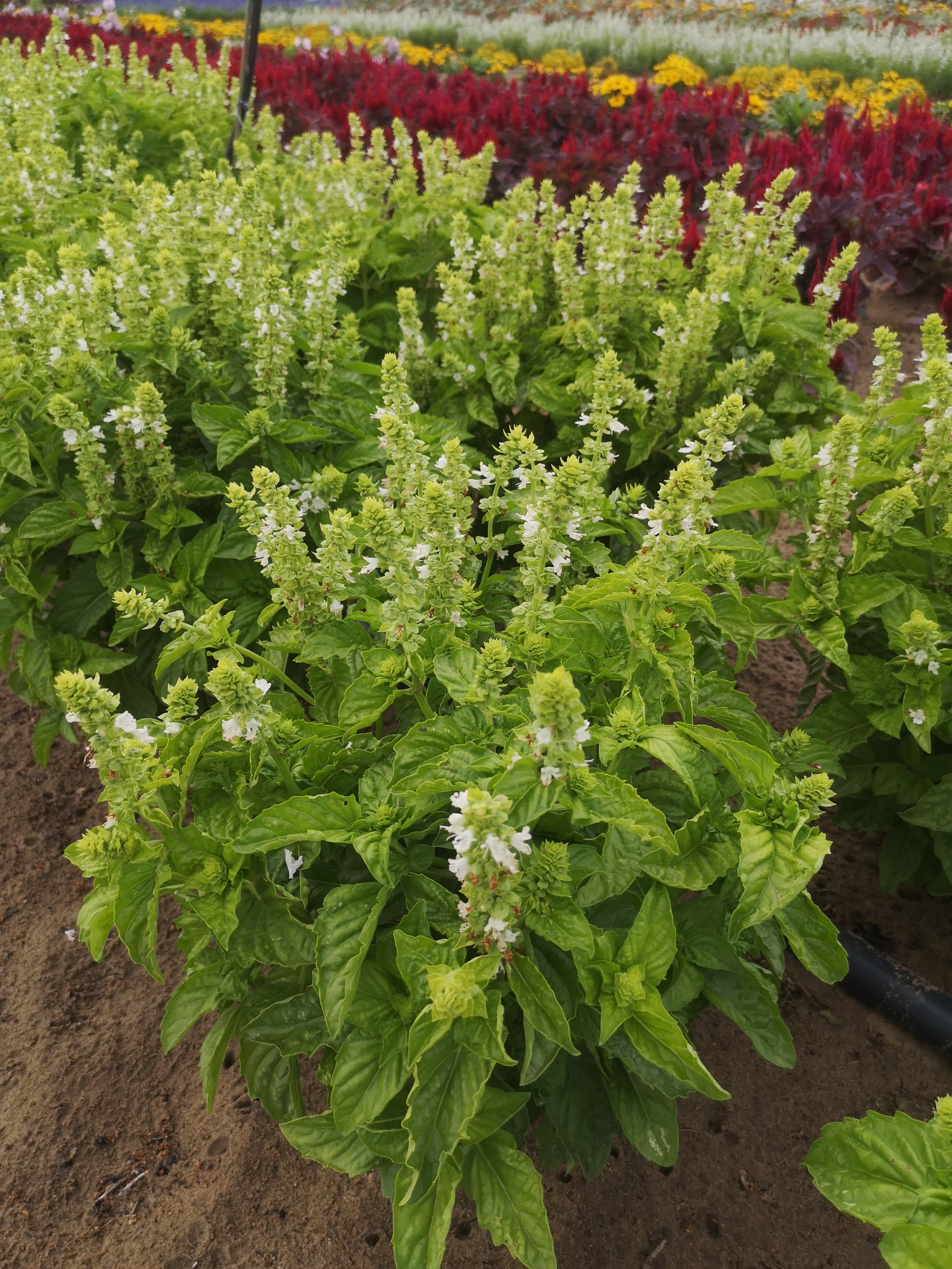 Ocimum basilicum Rokokó – részlet