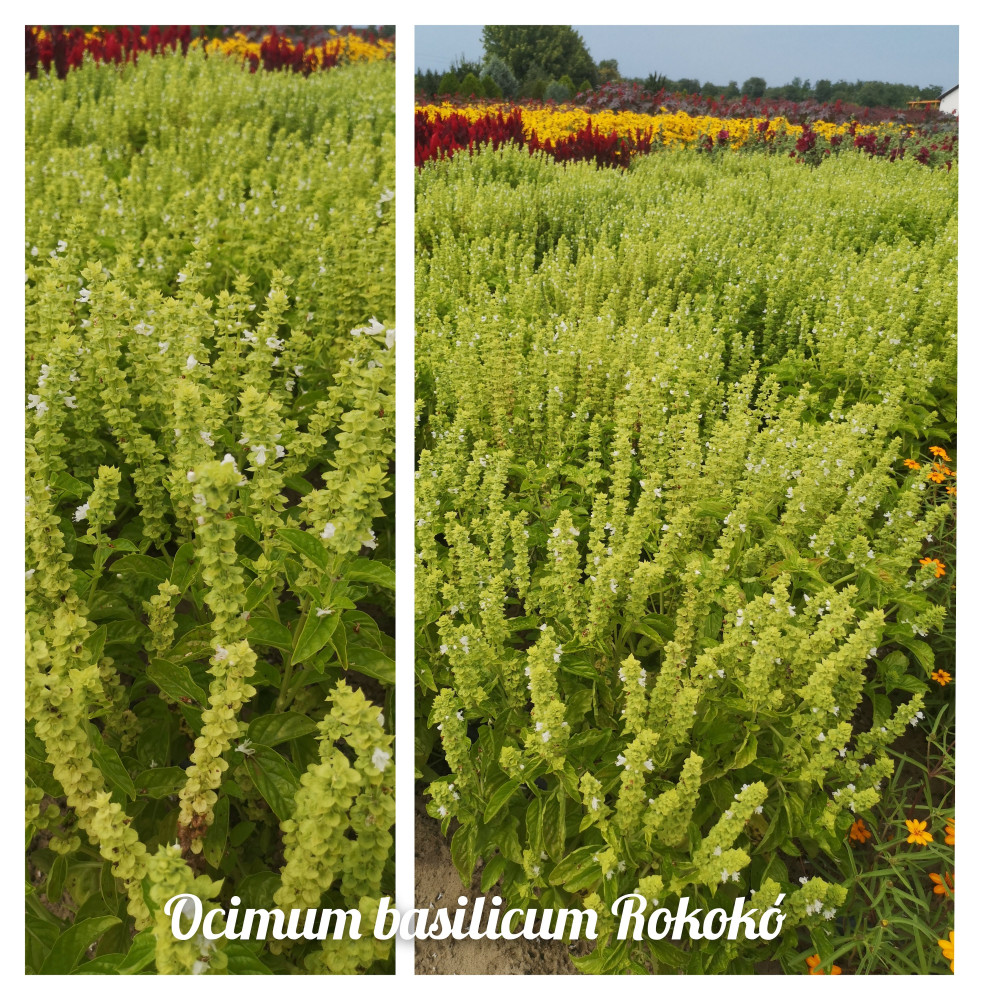 Ocimum basilicum Rokokó