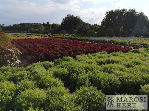 Ocimum basilicum Zöldgömb – részlet