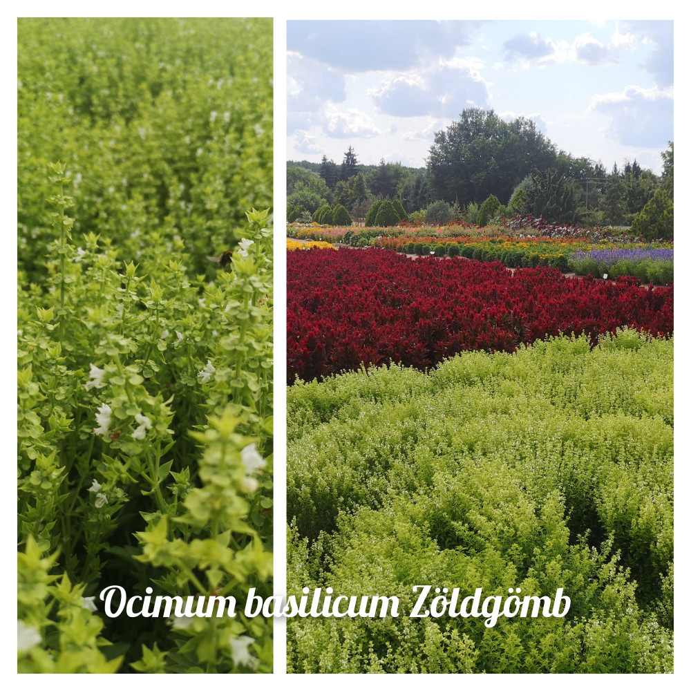 Ocimum basilicum Zöldgömb