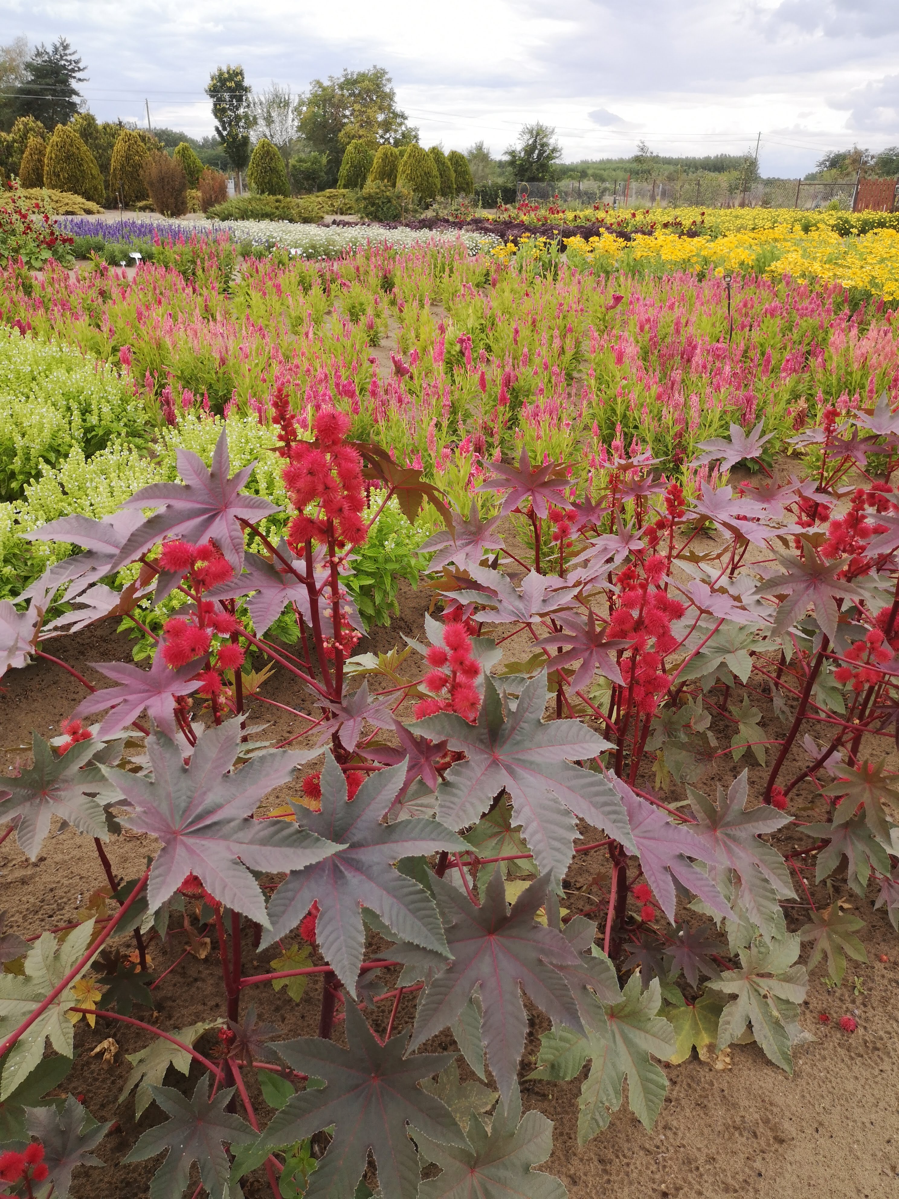 Ricinus communis Fáklya – részlet