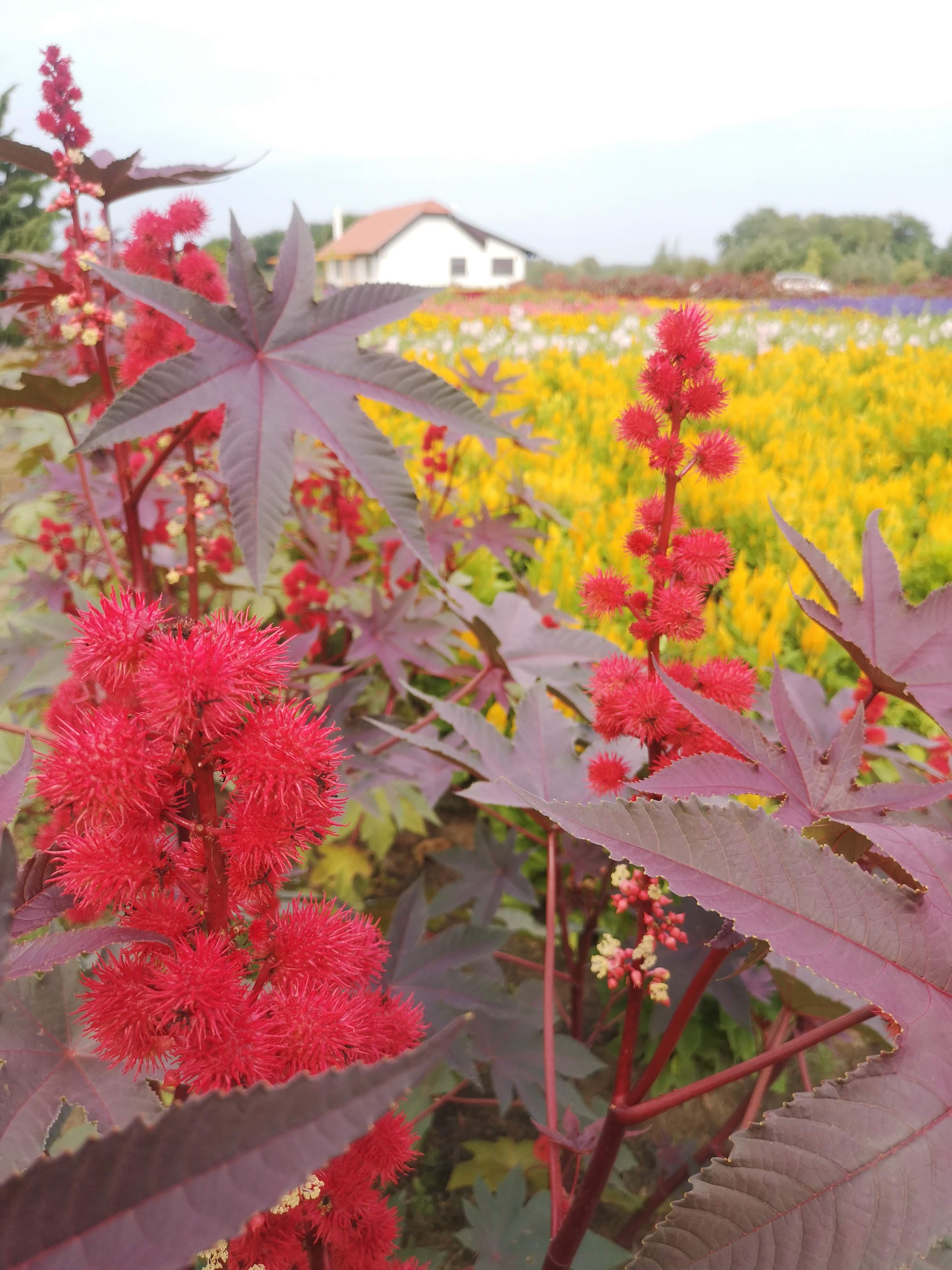 Ricinus communis Fáklya