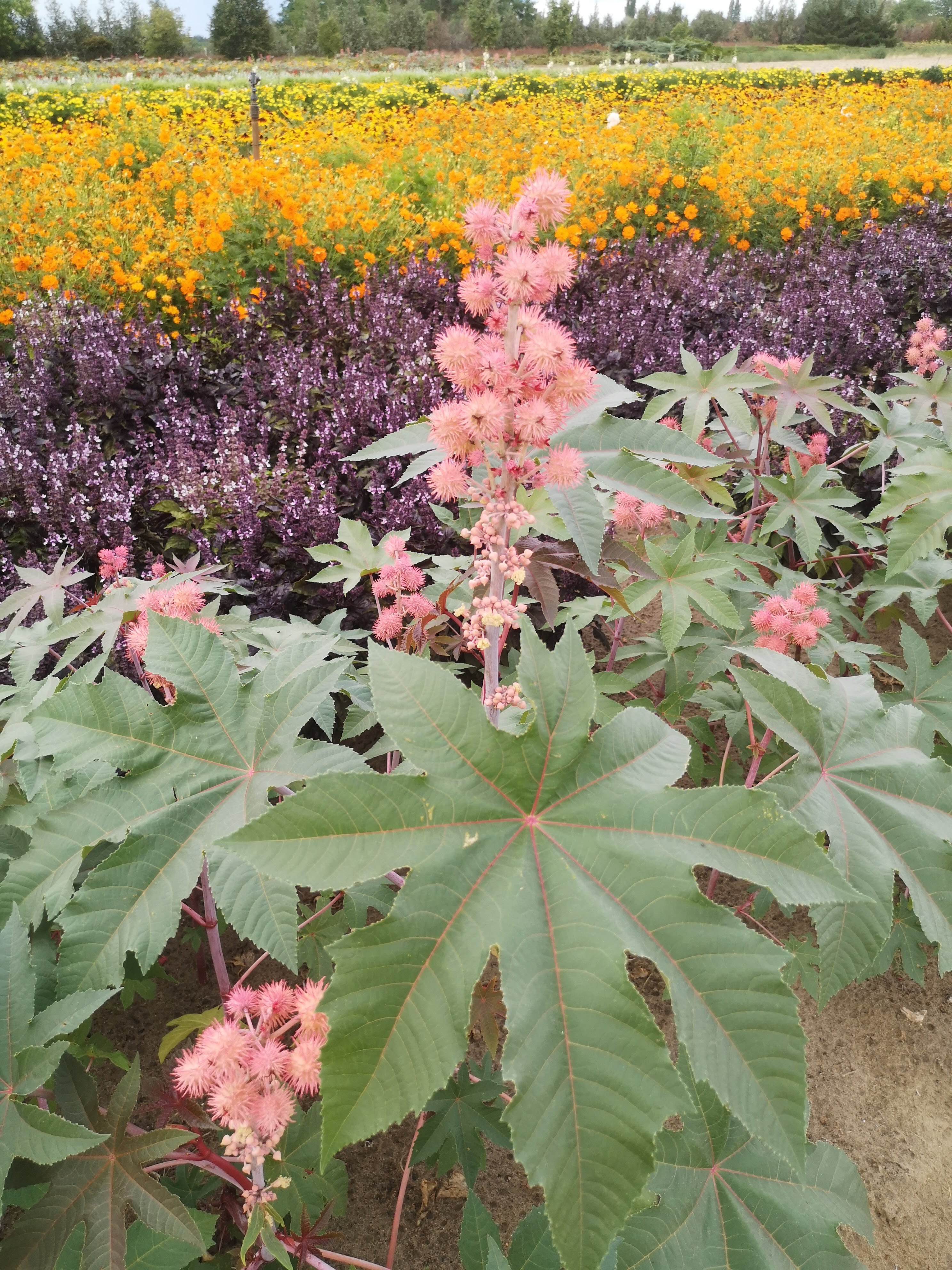 Ricinus communis Flamingó