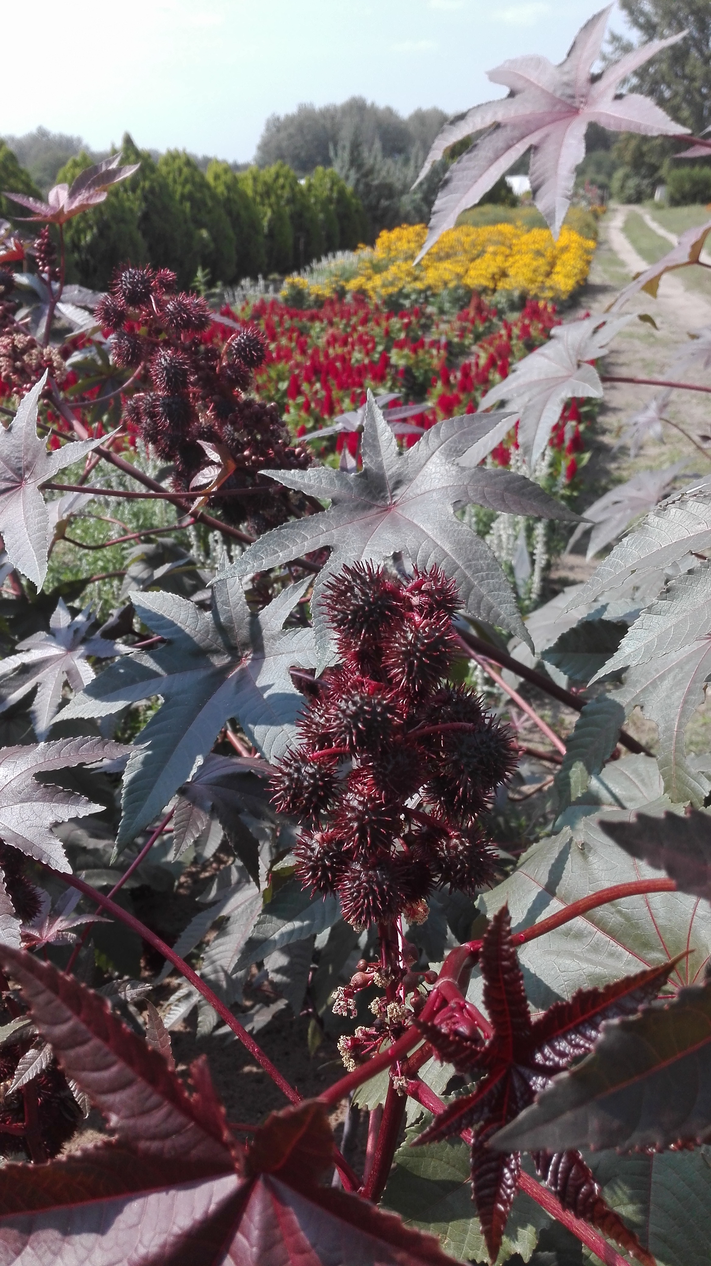 Ricinus communis Viharfelhő – részlet