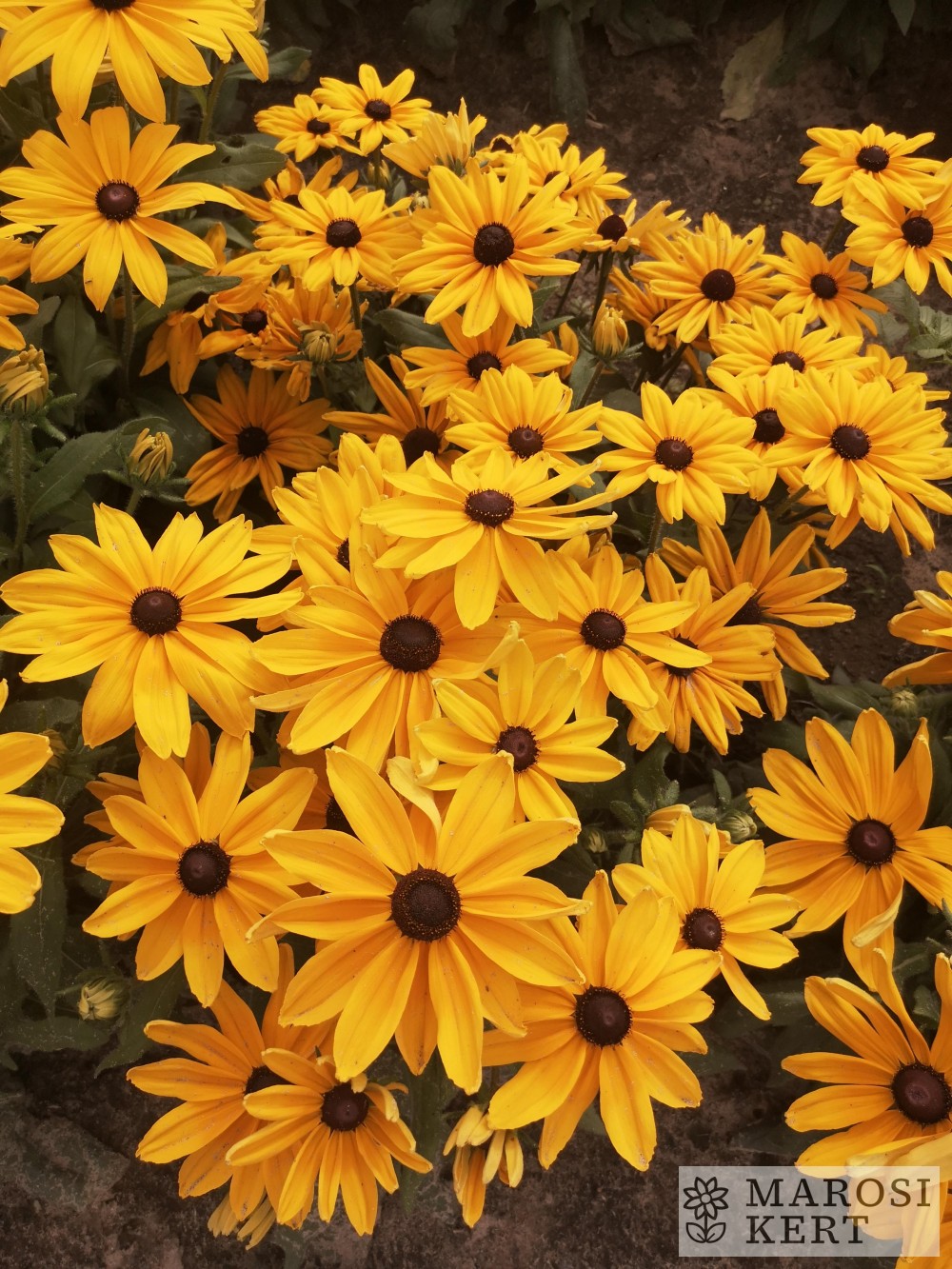 Rudbeckia hirta Aranyálom – részlet
