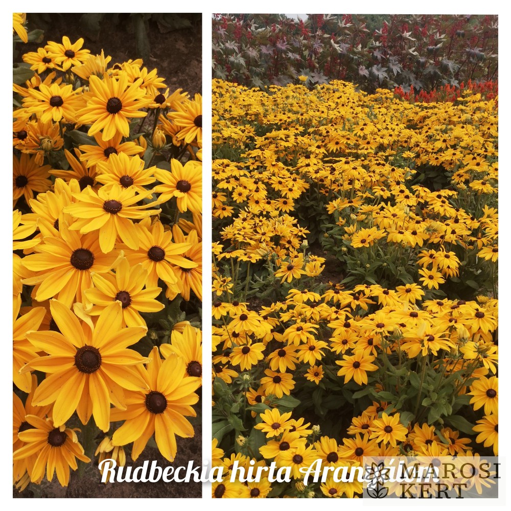 Rudbeckia hirta Aranyálom