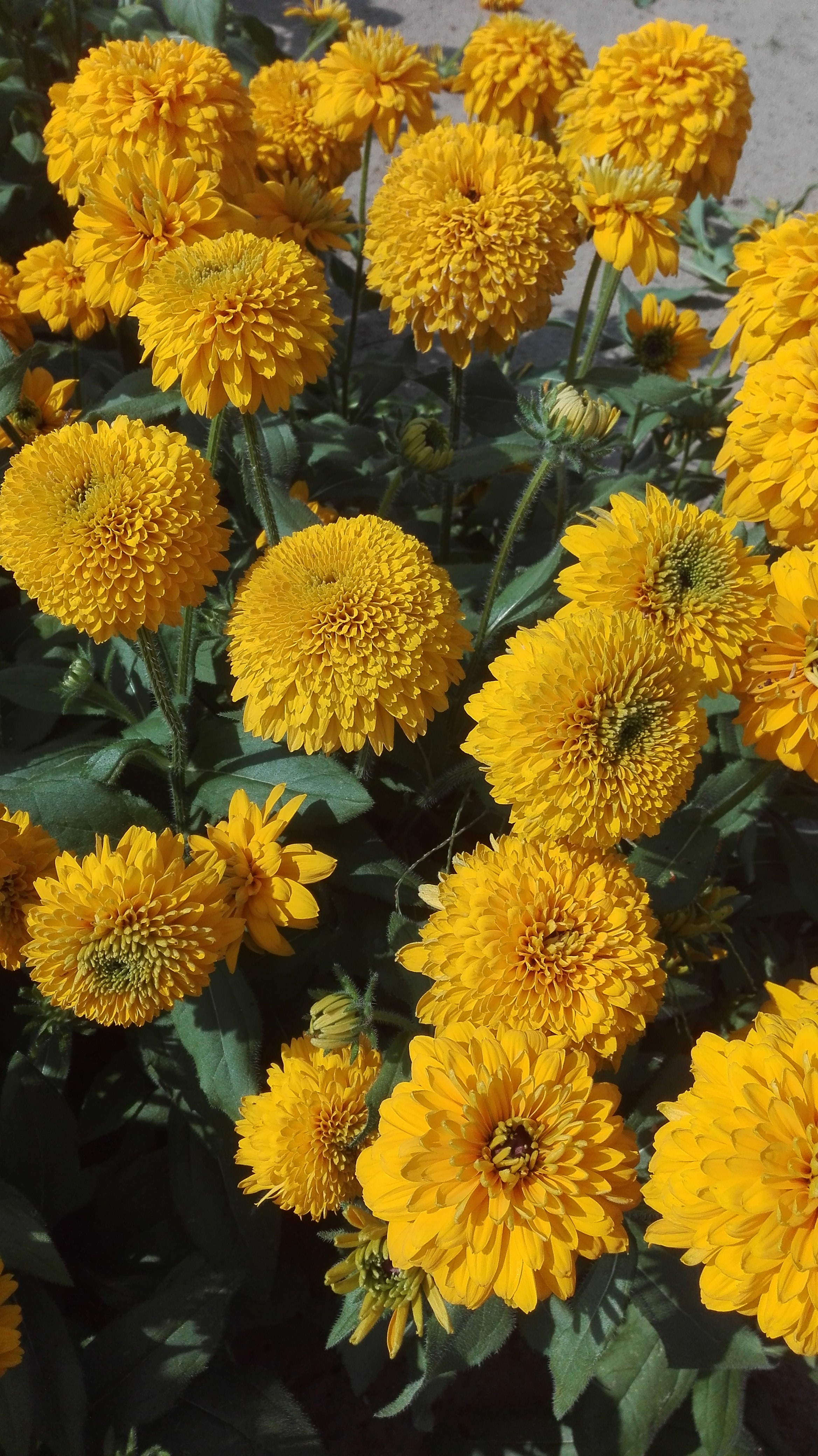 Rudbeckia hirta Aranygömb