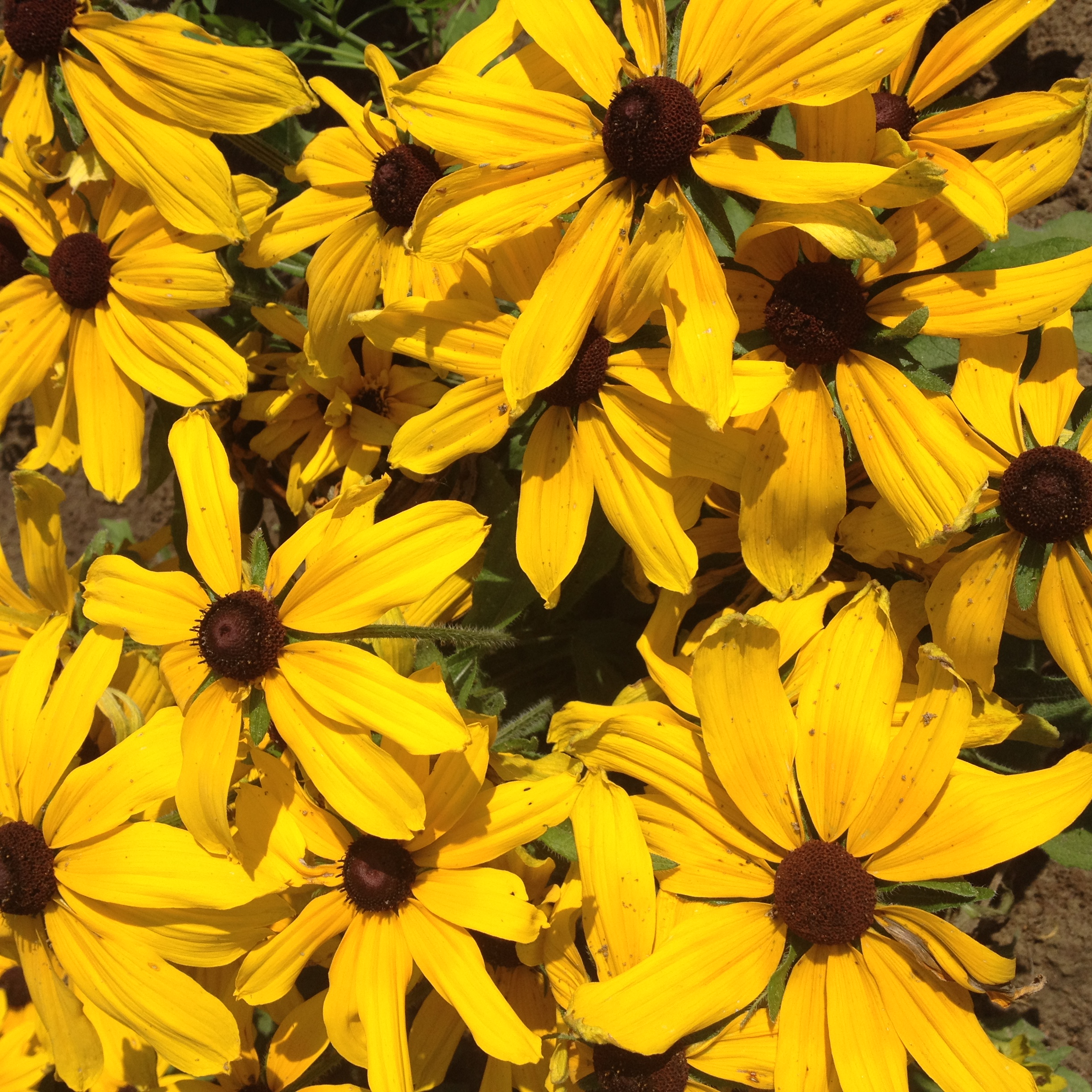 Rudbeckia hirta Botond
