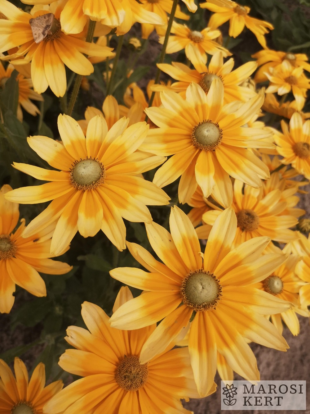 Rudbeckia hirta Glória – részlet
