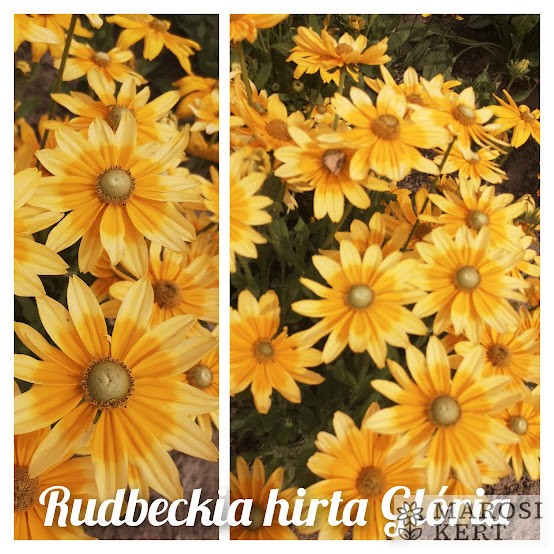 Rudbeckia hirta Glória
