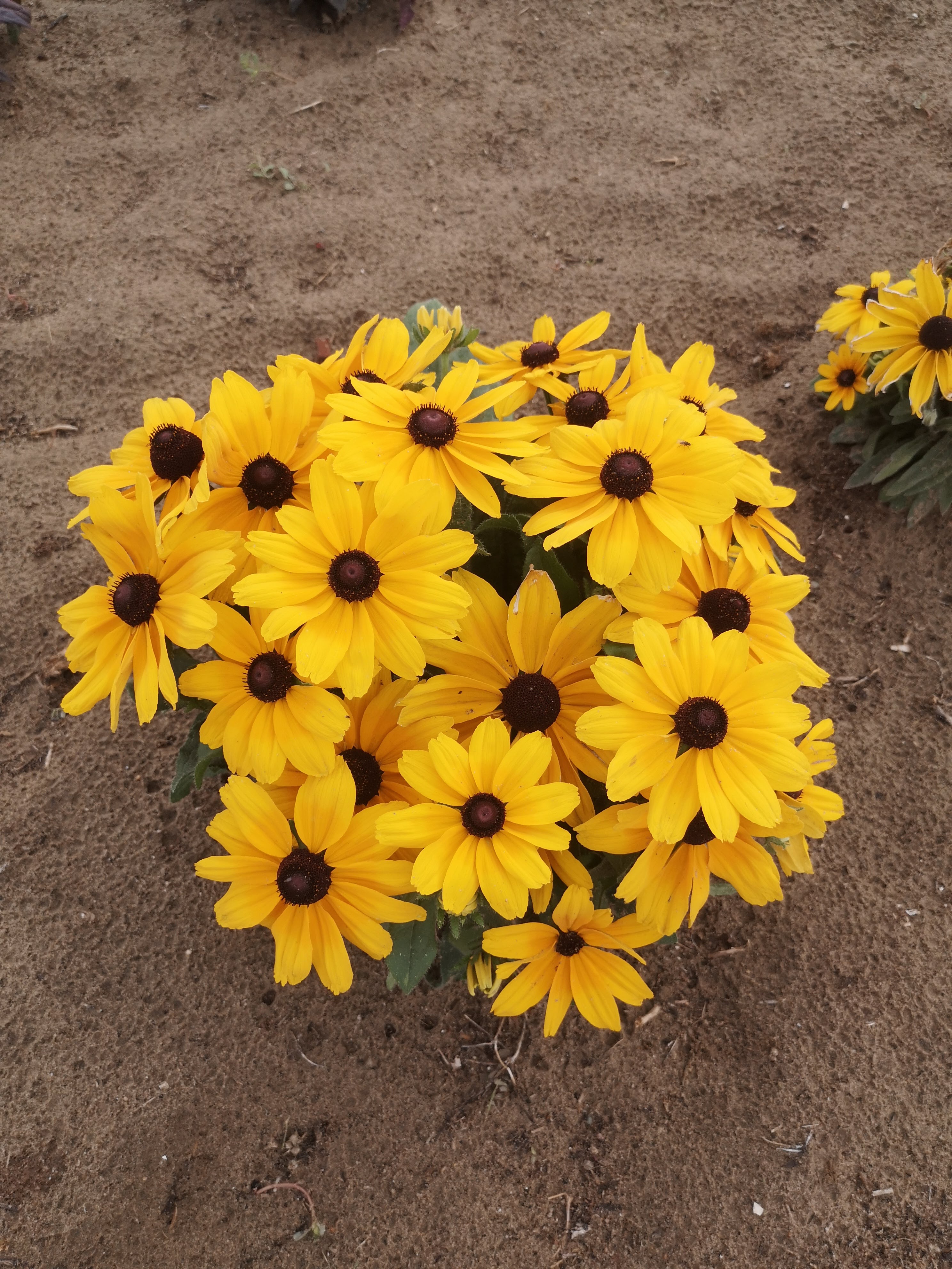 Rudbeckia hirta Liliput