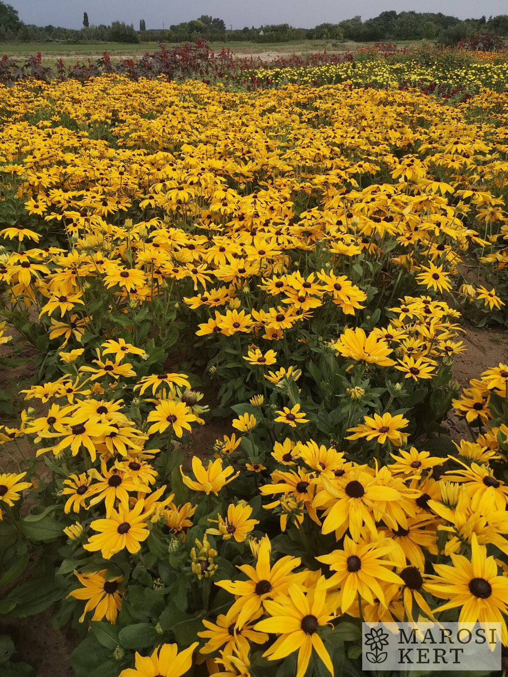 Rudbeckia hirta Napfény – részlet
