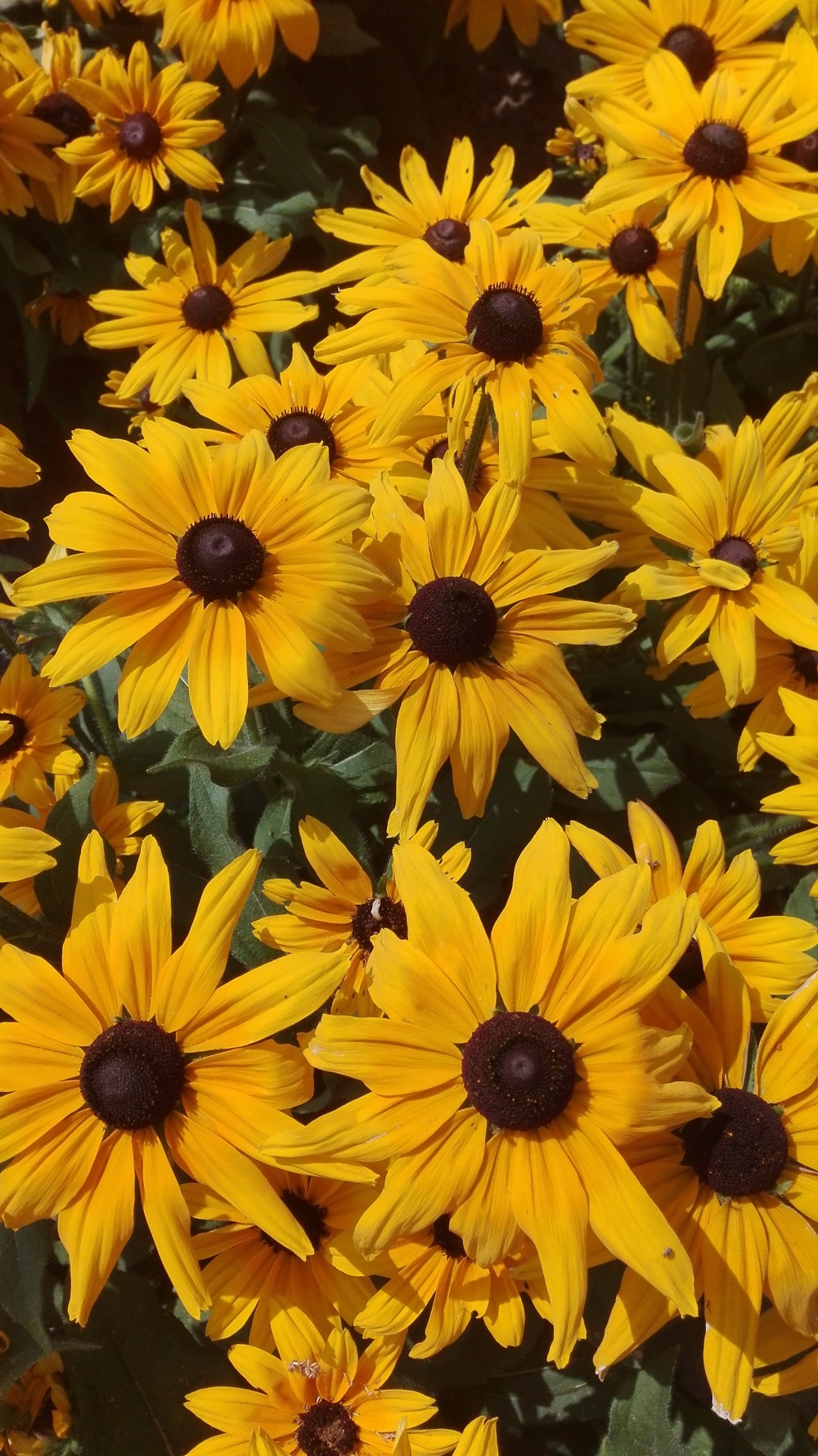 Rudbeckia hirta Napfény