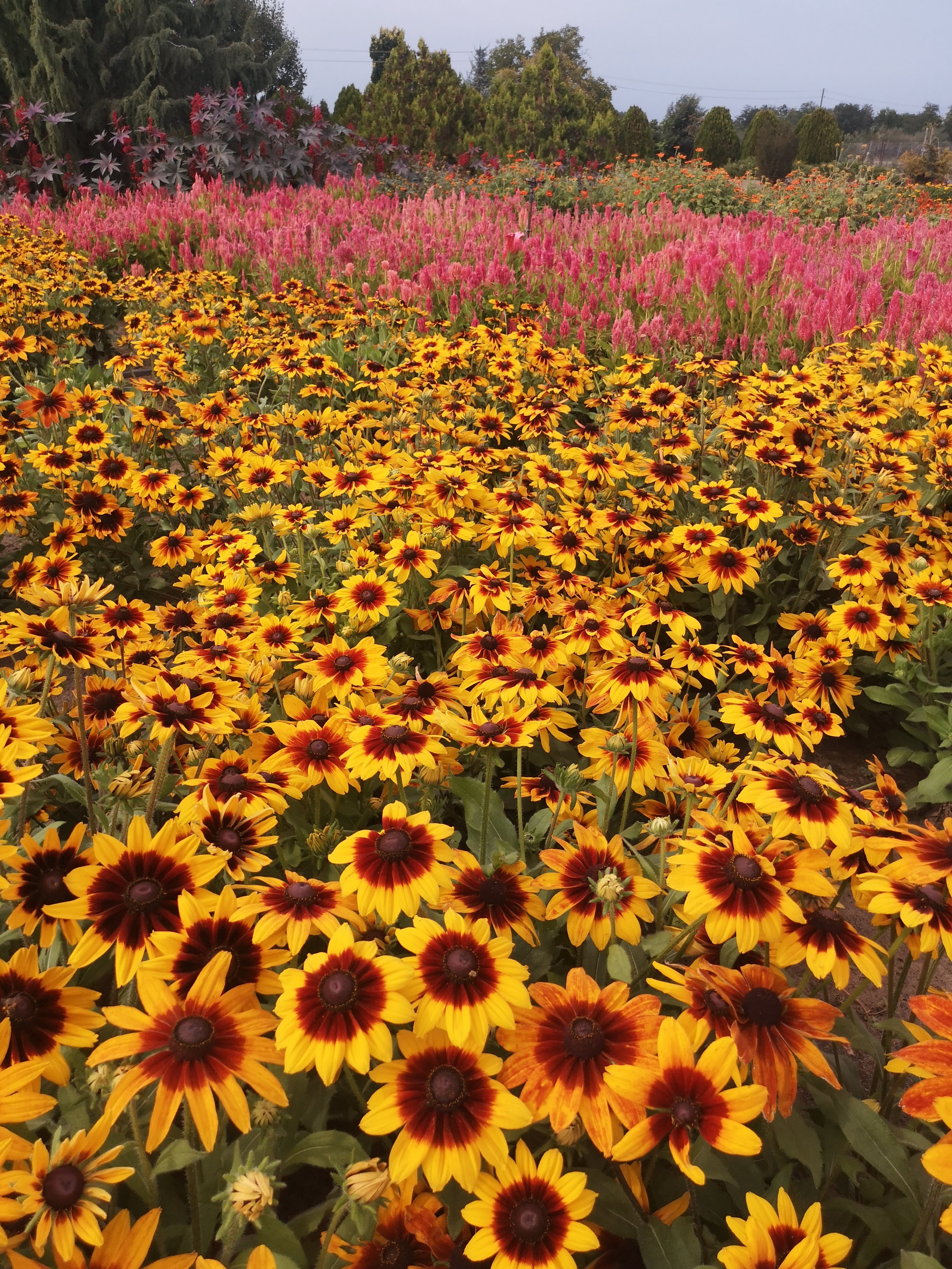 Rudbeckia hirta Őszifény – részlet
