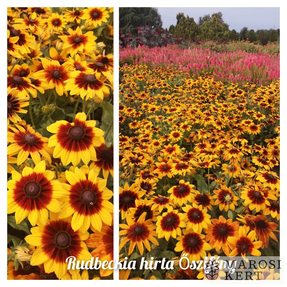 Rudbeckia hirta Őszifény