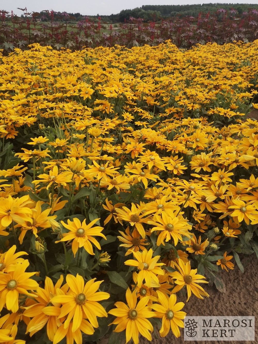 Rudbeckia hirta Sárgarigó – részlet