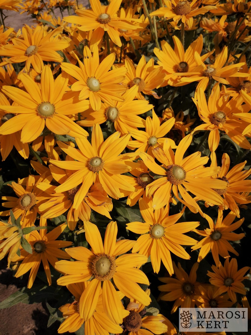 Rudbeckia hirta Sárgarigó