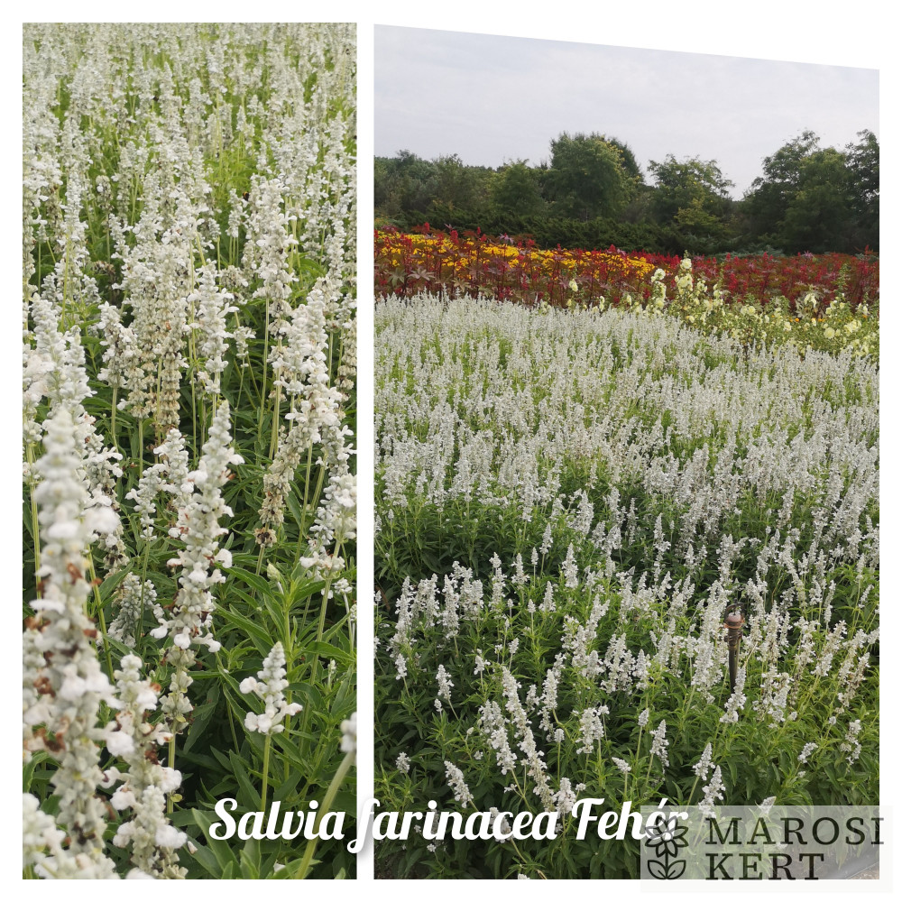 Salvia farinacea Fehér