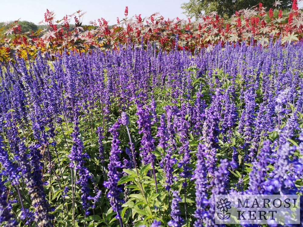 Salvia farinacea Kék – részlet