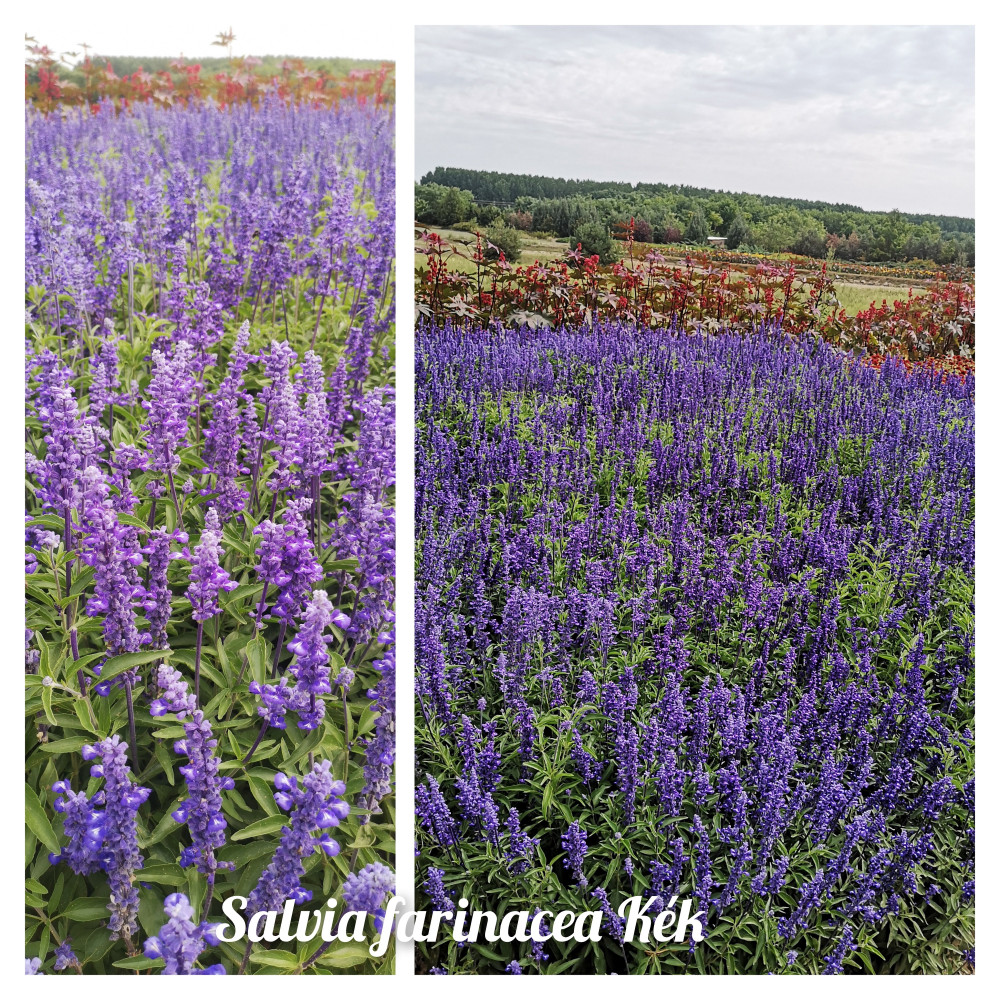 Salvia farinacea Kék