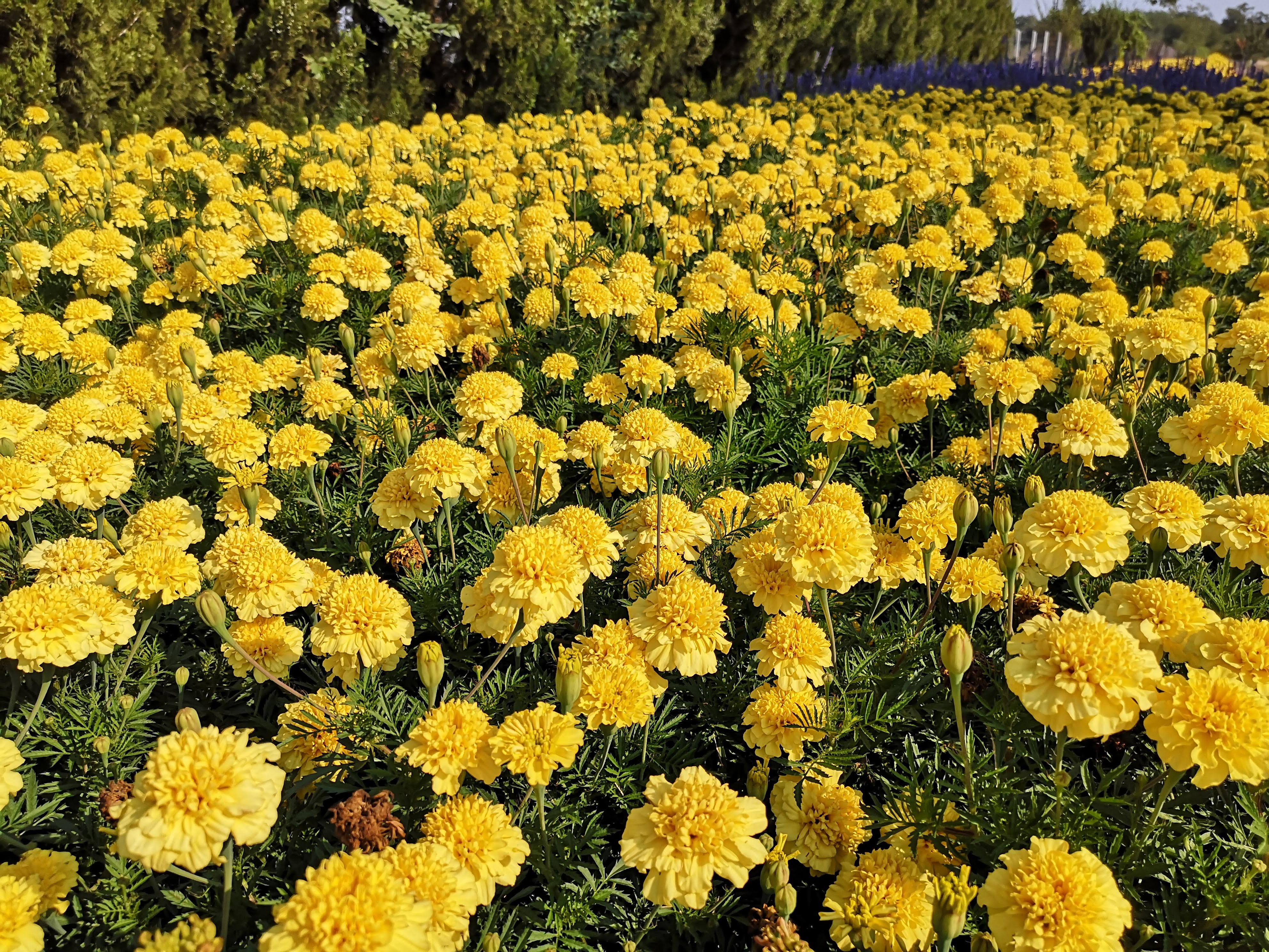 Tagetes patula Csemő