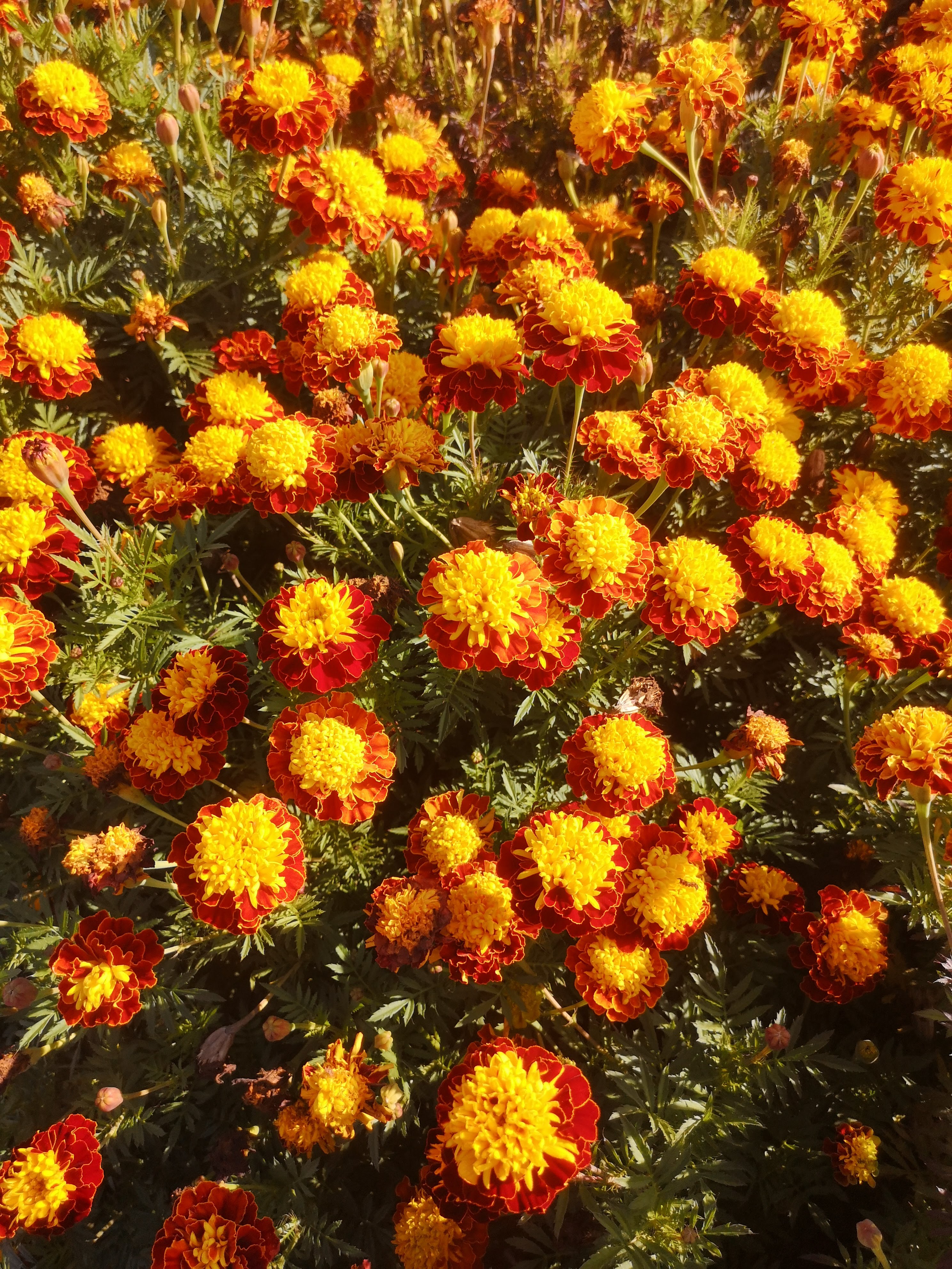 Tagetes patula Orion – részlet